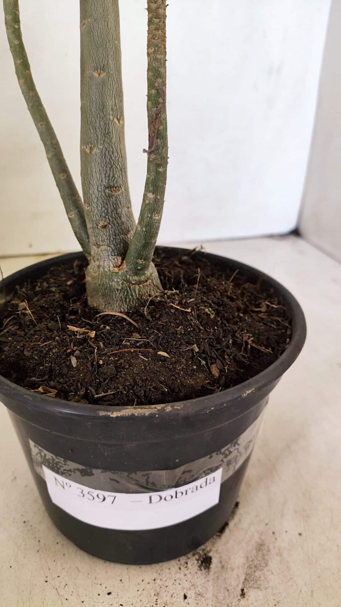 Planta Dobrada 3597 – 35cm – 03 anos - foto 5