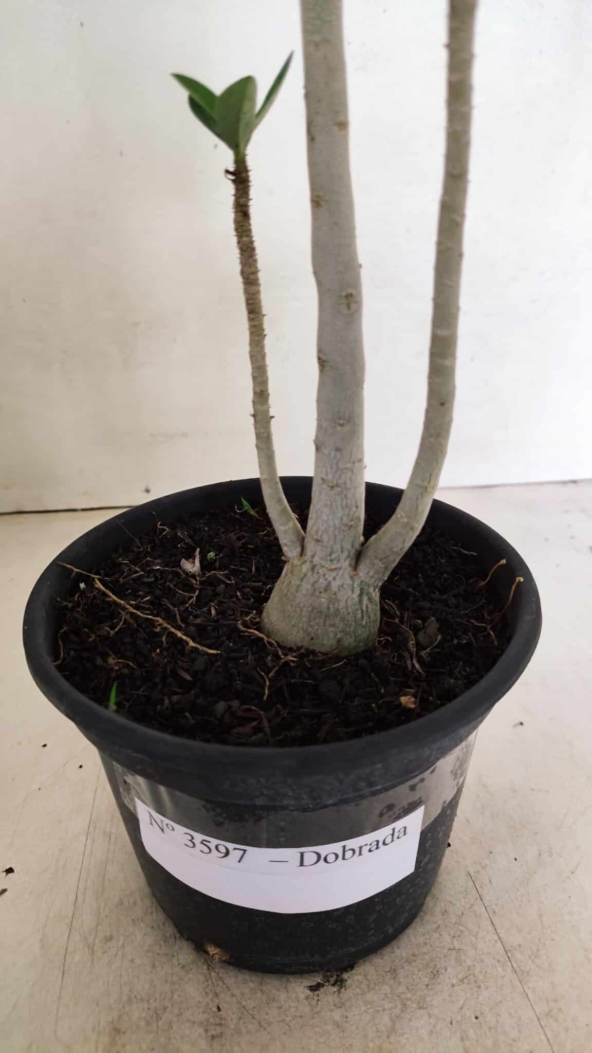 Planta Dobrada 3597 – 30cm – 03 anos (cópia) - foto 7