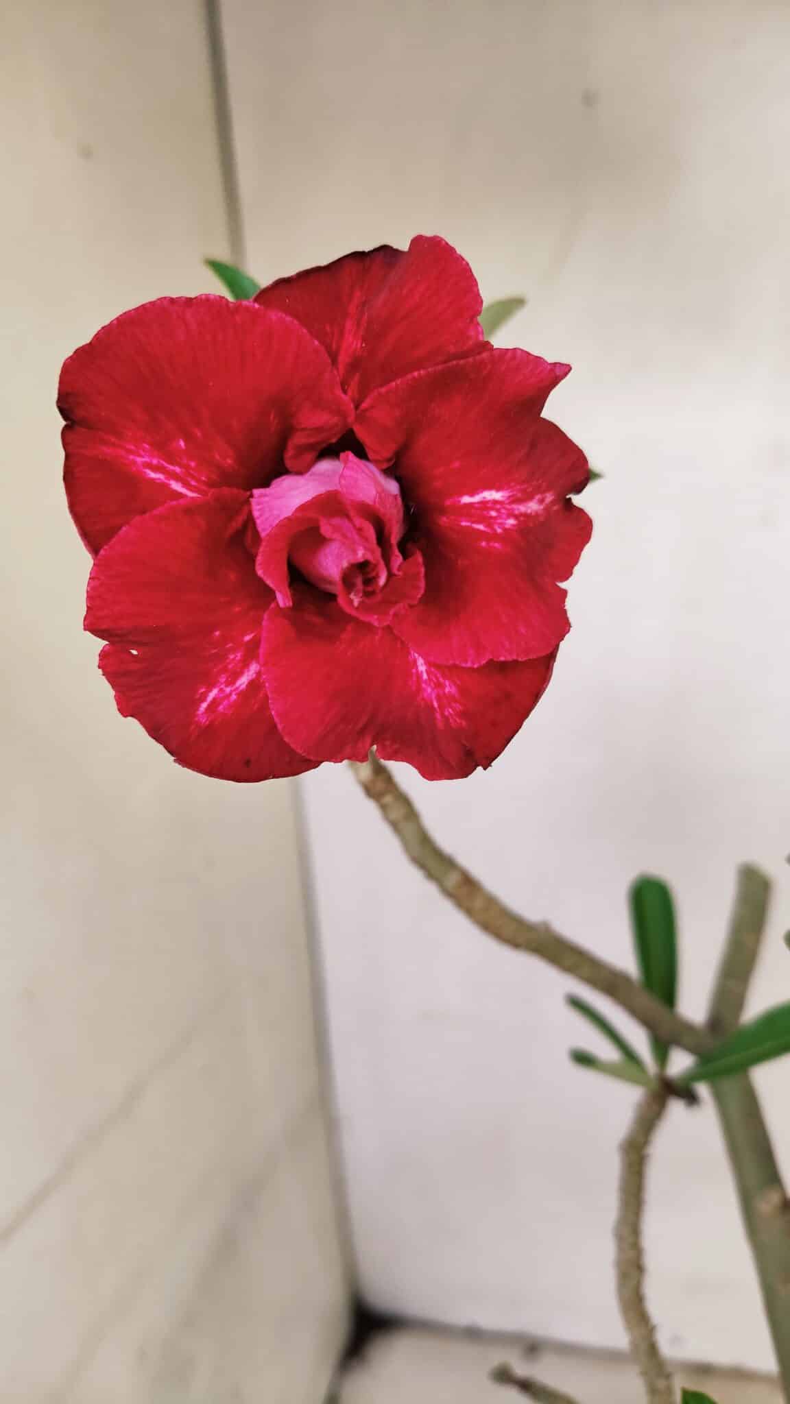 Planta Dobrada 3597 – 35cm – 03 anos - foto 3