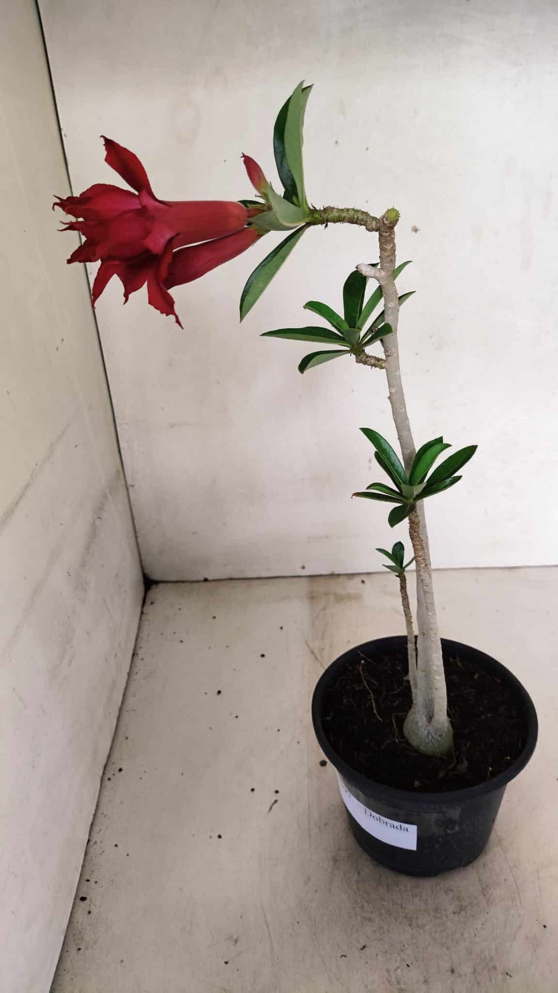 Planta Dobrada 3597 – 30cm – 03 anos - foto 6