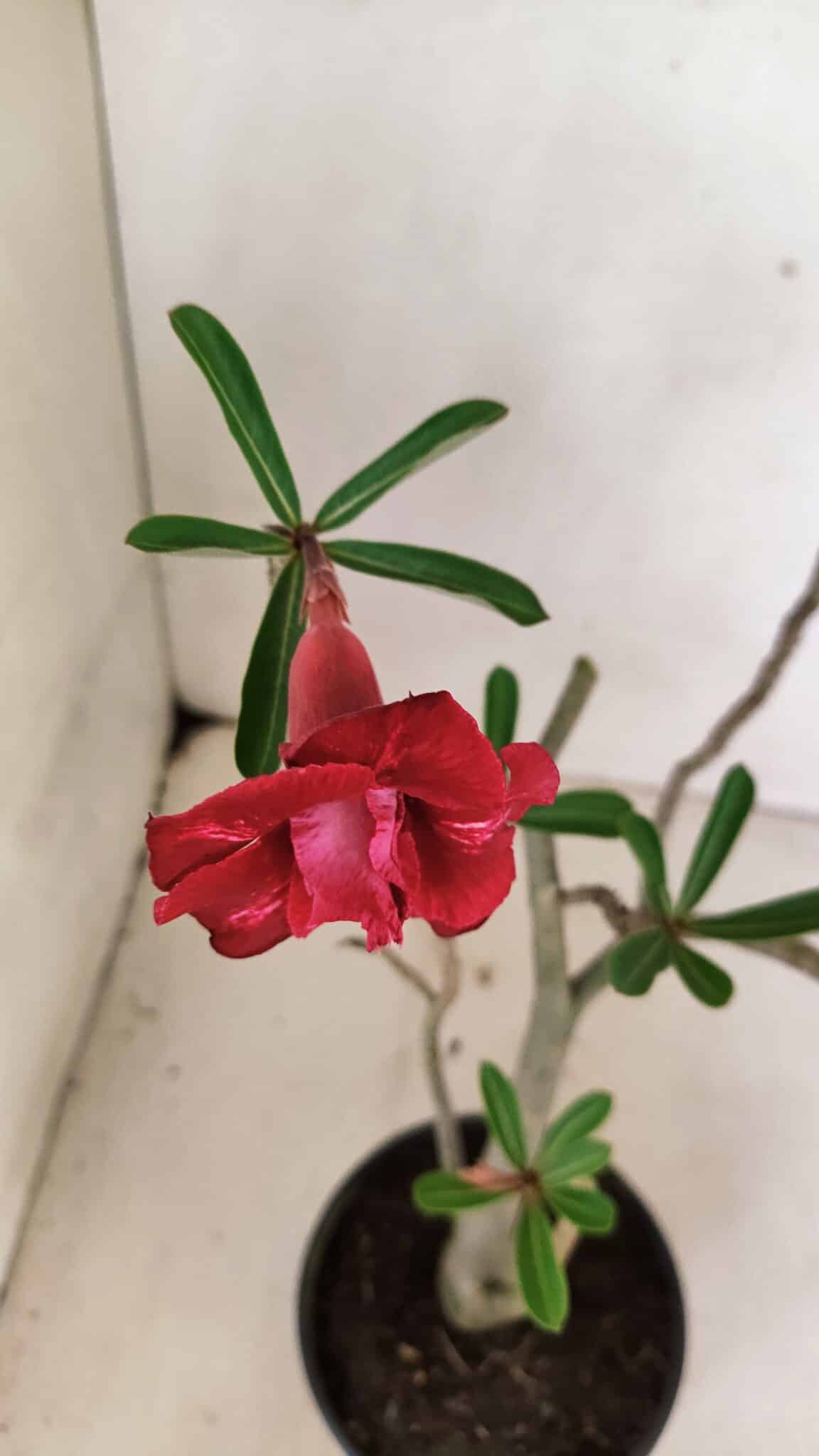 Planta Dobrada 3597 – 35cm – 03 anos - foto 4