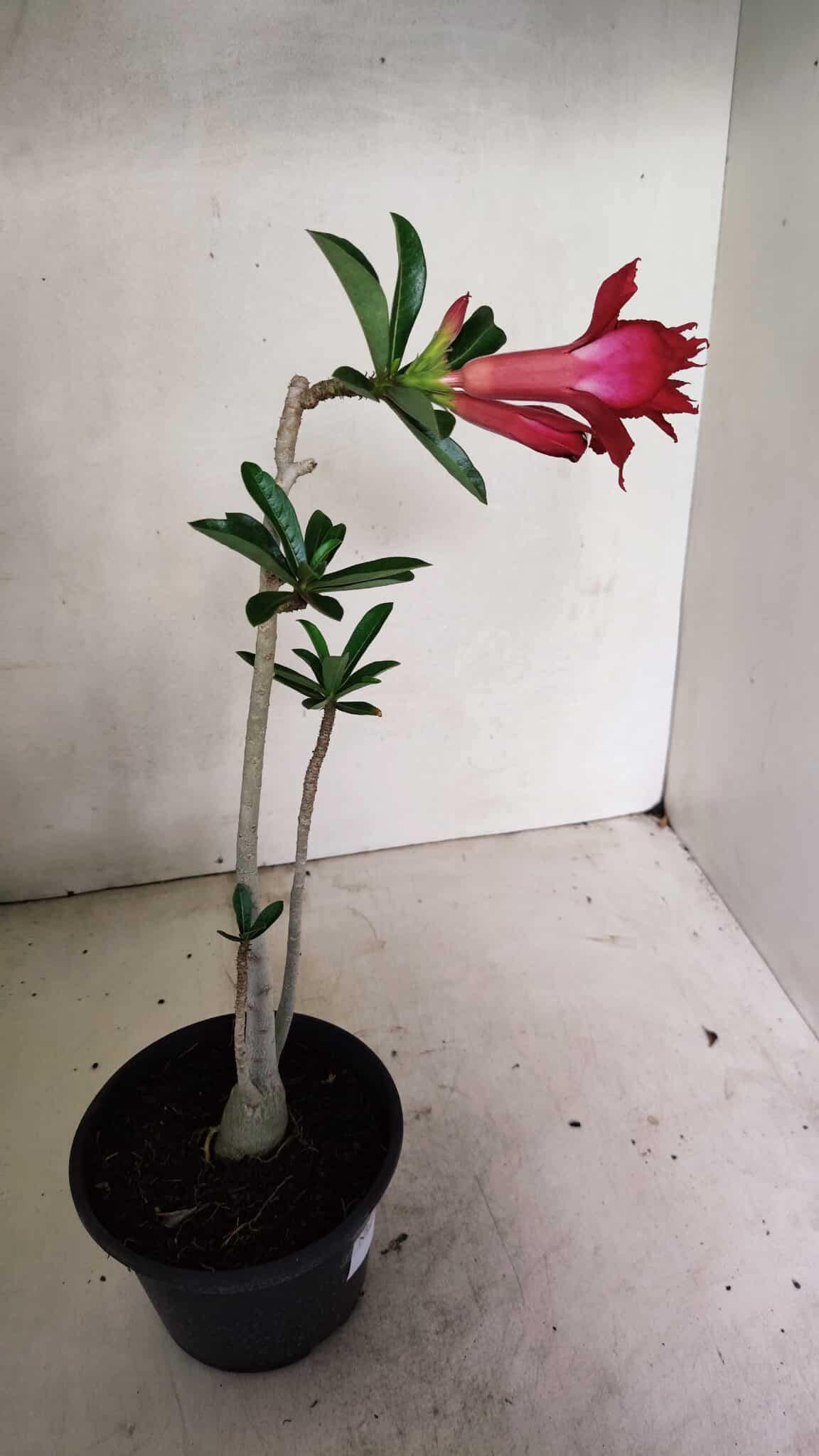 Planta Dobrada 3597 – 30cm – 03 anos (cópia) - foto 5