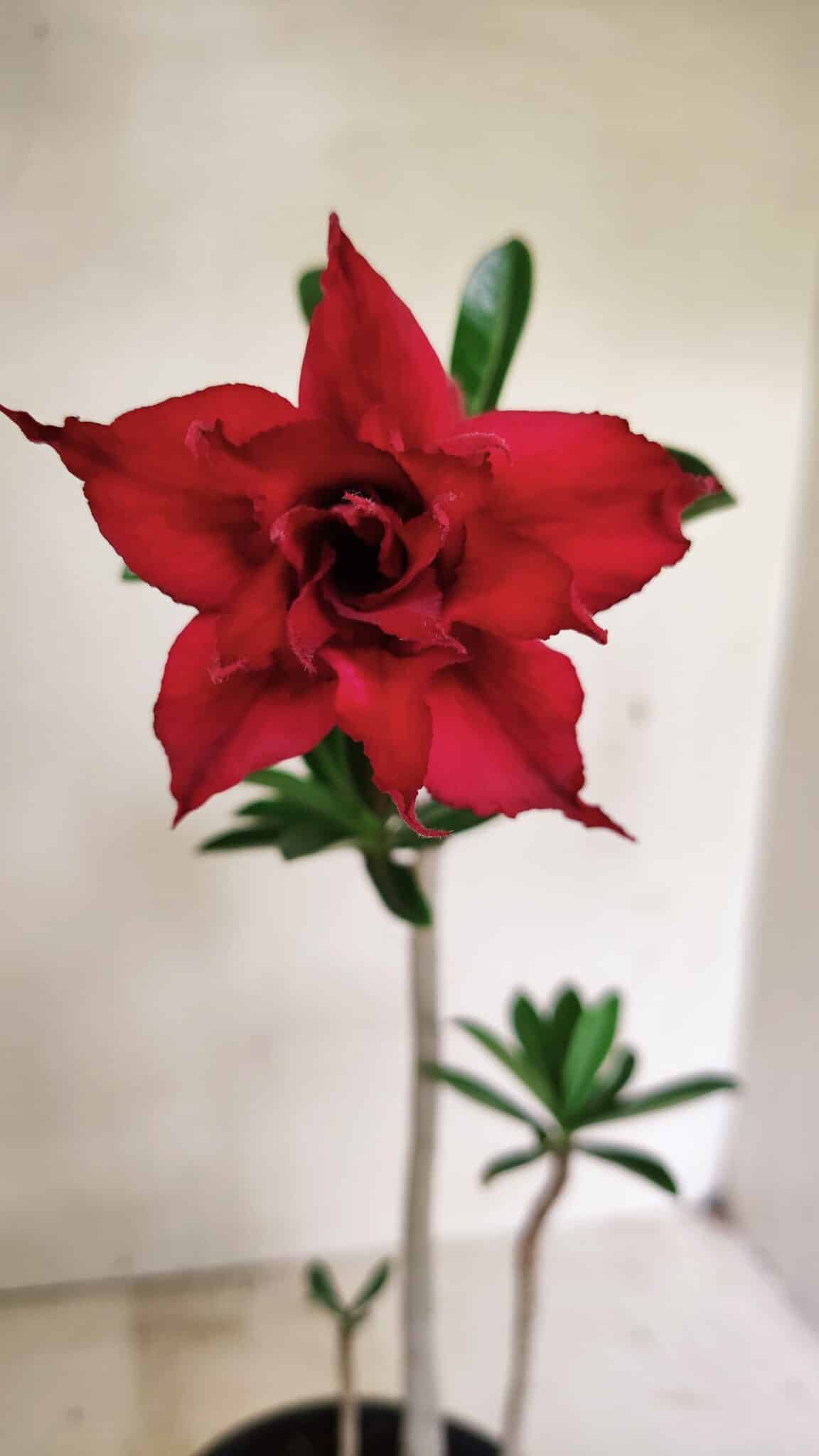 Planta Dobrada 3597 – 30cm – 03 anos (cópia) - foto 3