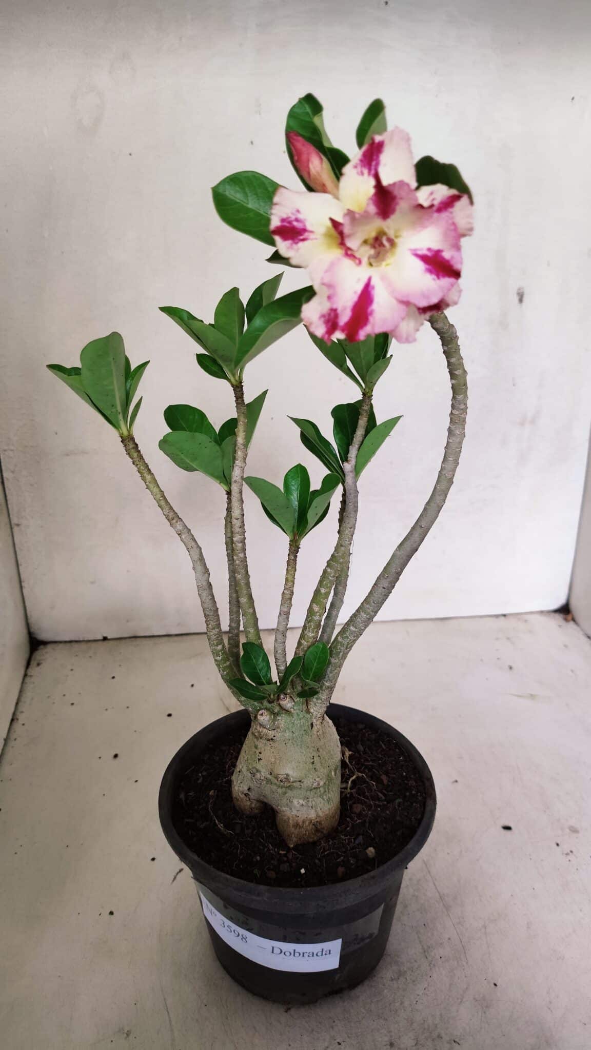 Planta Dobrada 3598 – 30cm – 03 anos - foto 2
