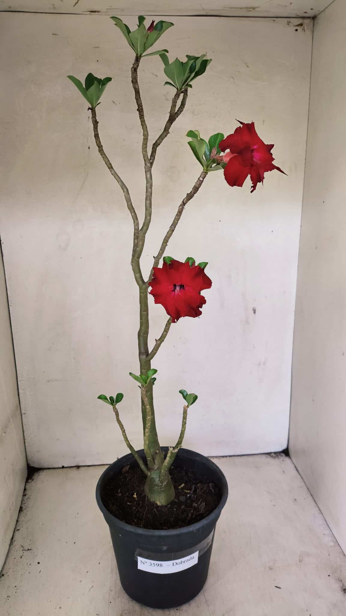 Planta Dobrada 3598 – 45cm – 03 anos - foto 2