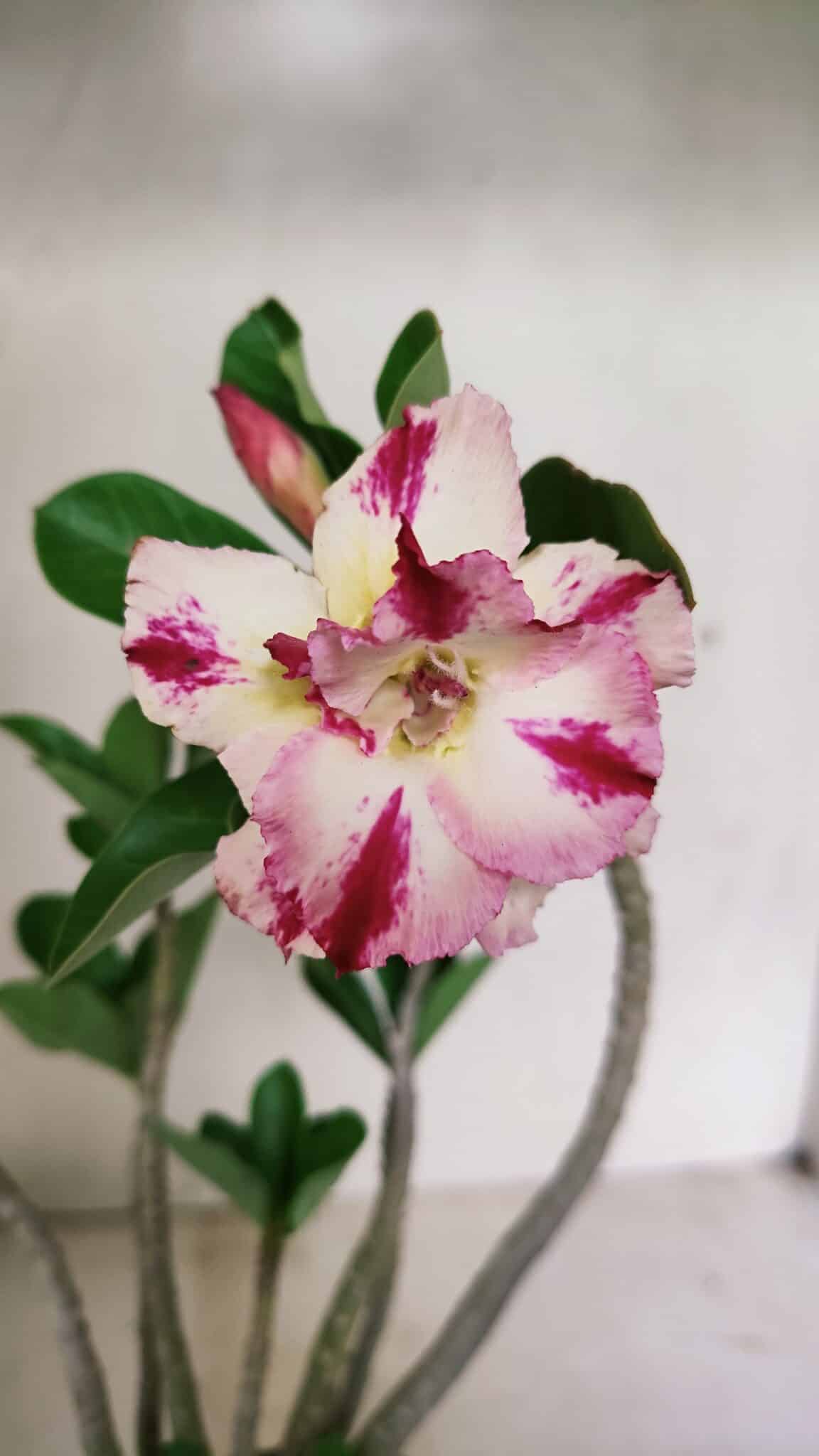 Planta Dobrada 3598 – 30cm – 03 anos - foto 3