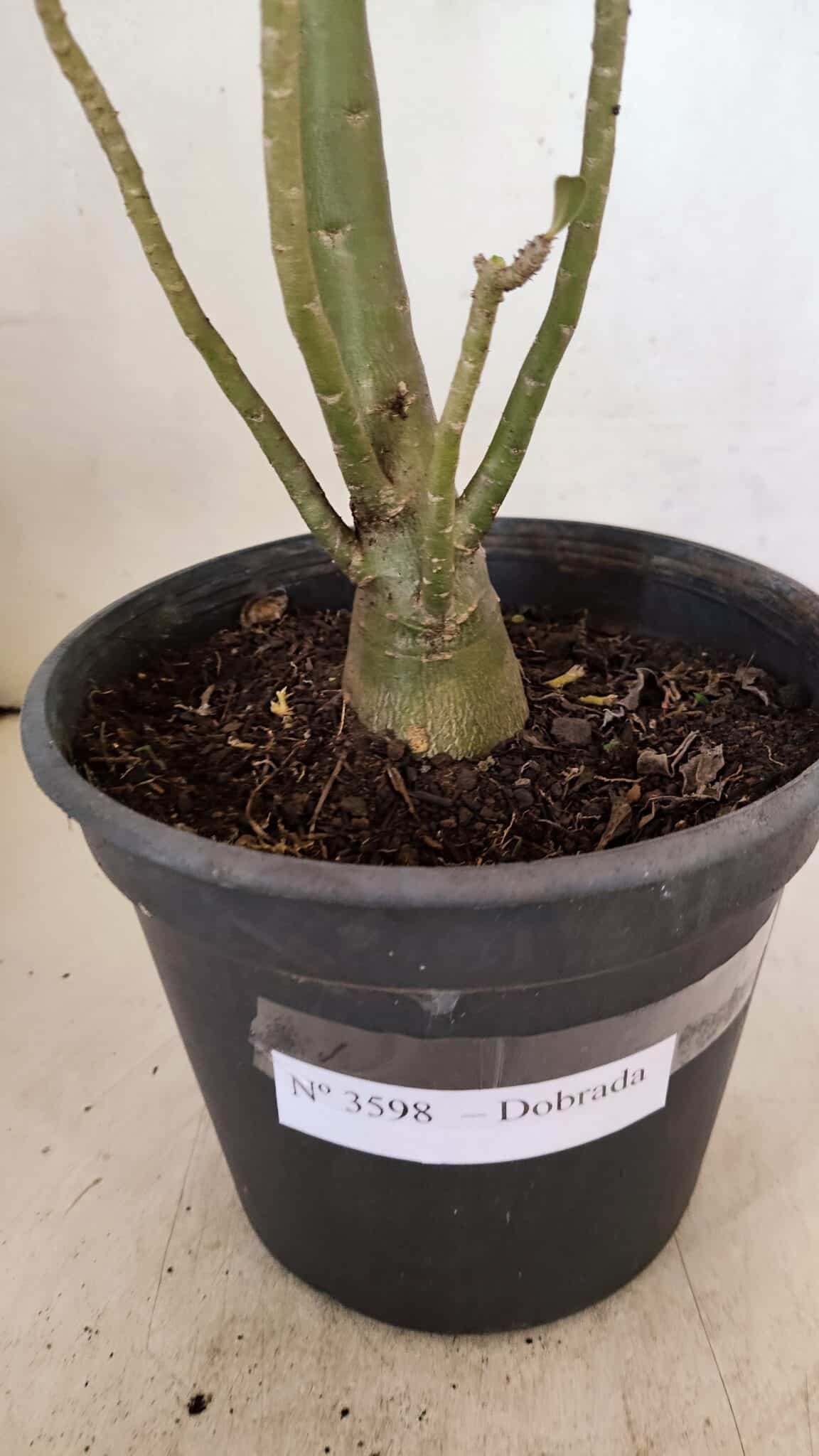 Planta Dobrada 3598 – 45cm – 03 anos - foto 9