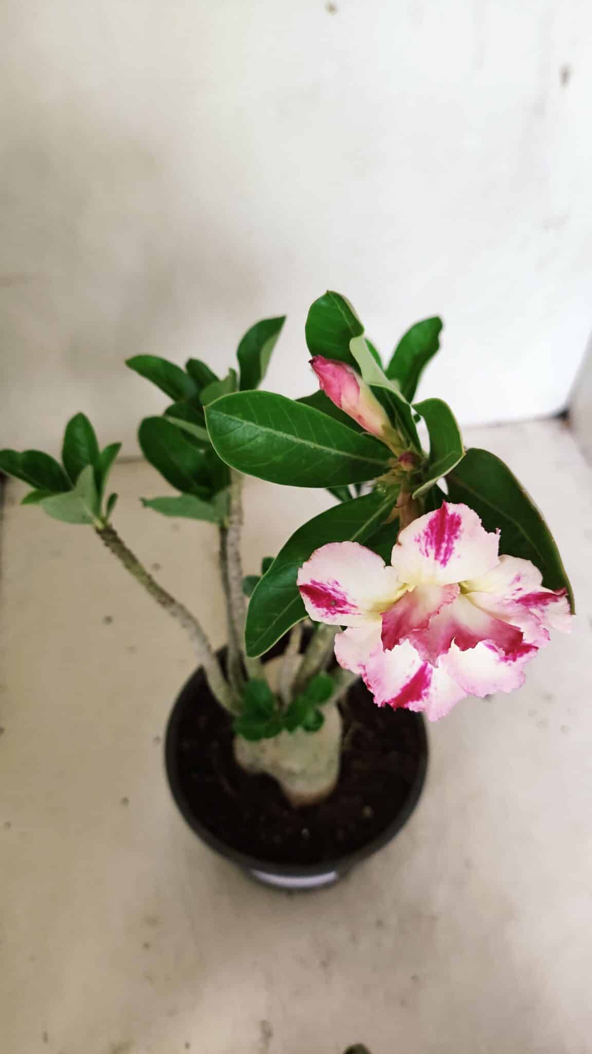 Planta Dobrada 3598 – 30cm – 03 anos - foto 4