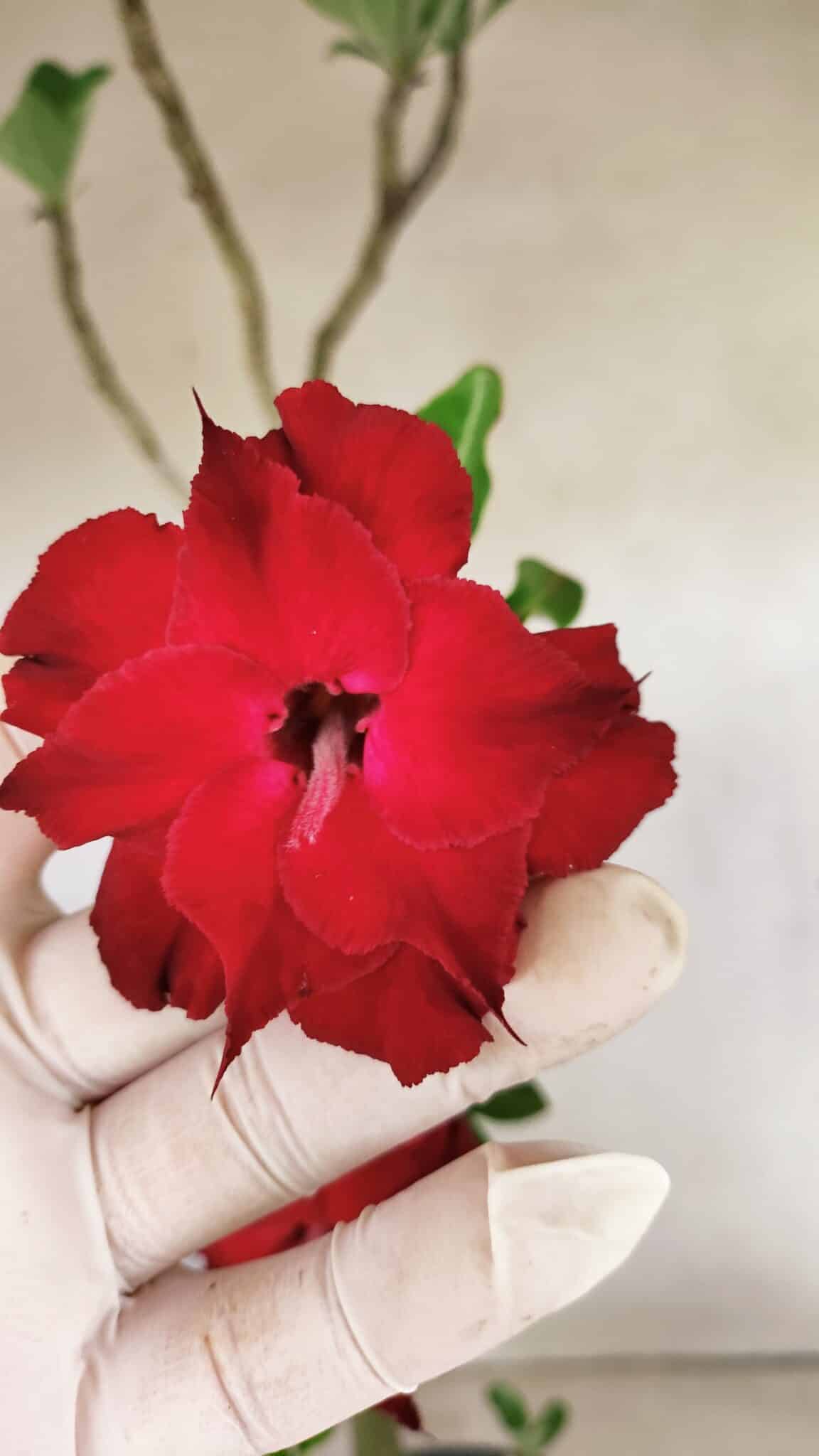 Planta Dobrada 3598 – 45cm – 03 anos - foto 3