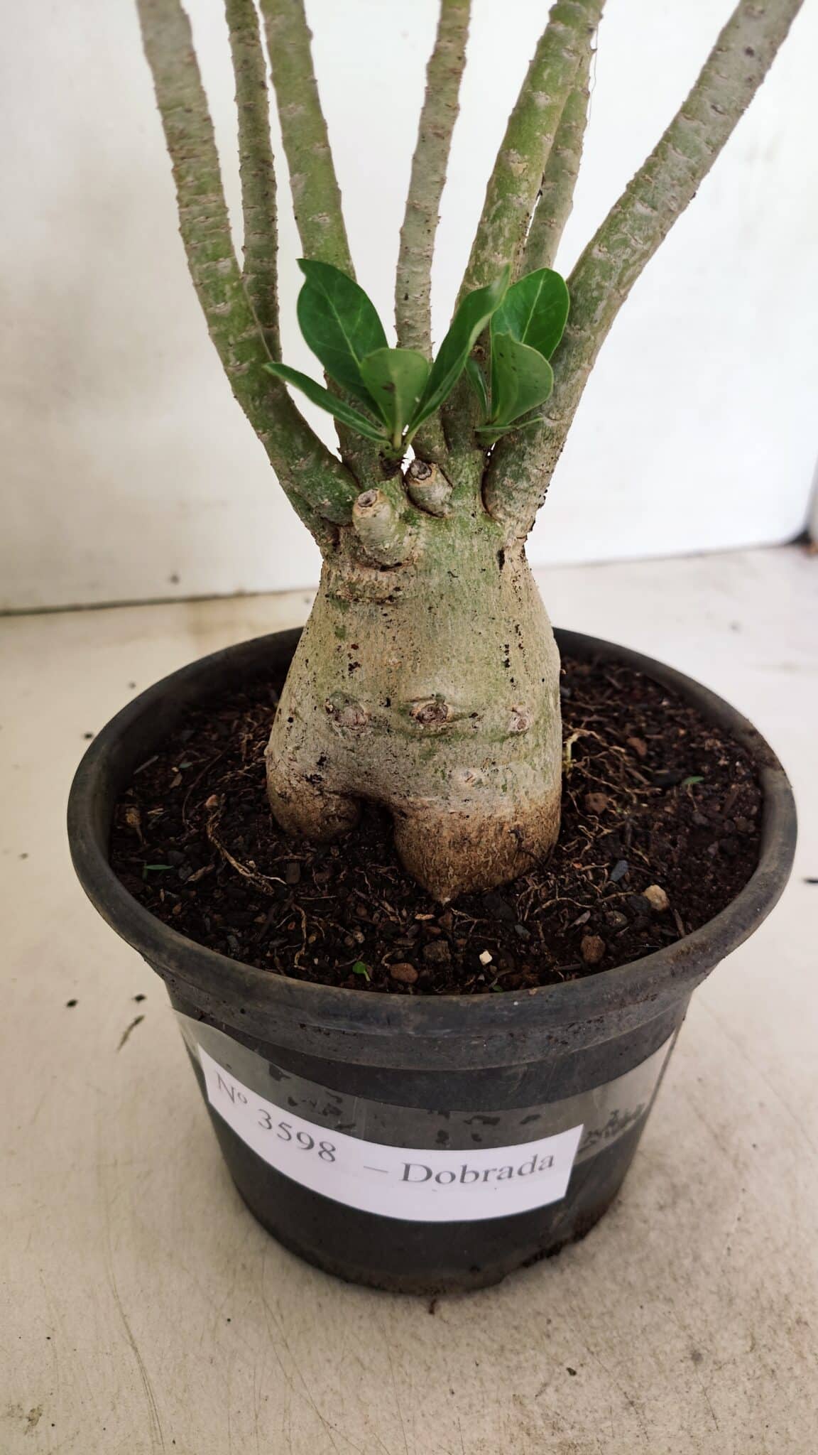 Planta Dobrada 3598 – 30cm – 03 anos - foto 8