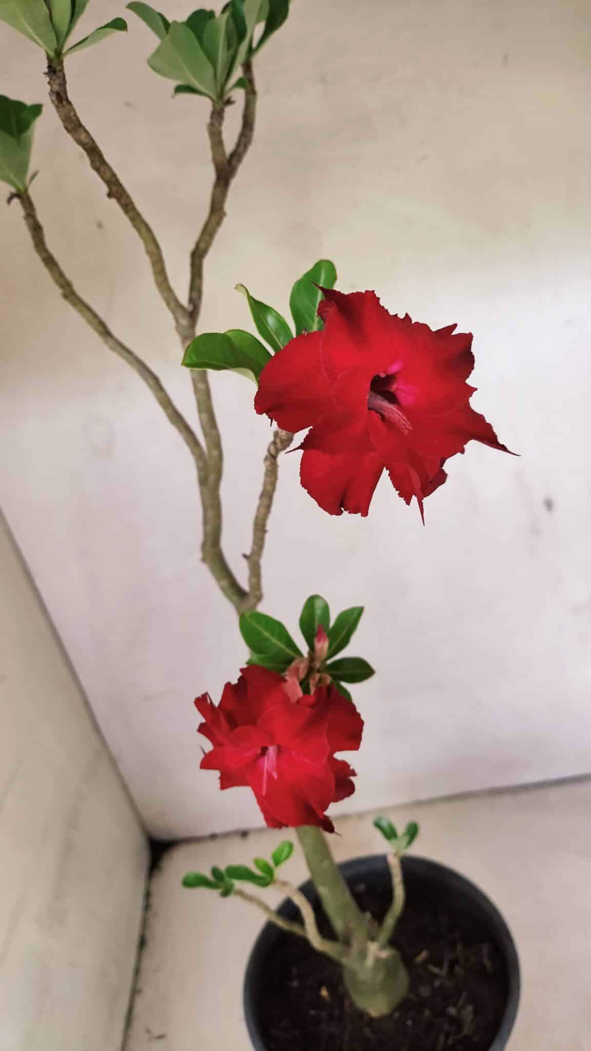 Planta Dobrada 3598 – 45cm – 03 anos - foto 4