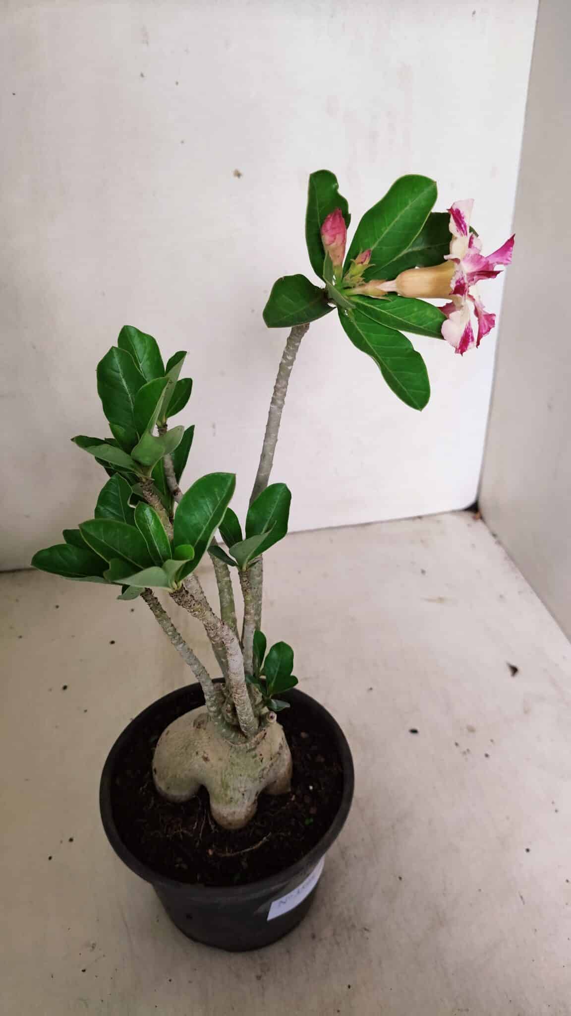 Planta Dobrada 3598 – 30cm – 03 anos - foto 7
