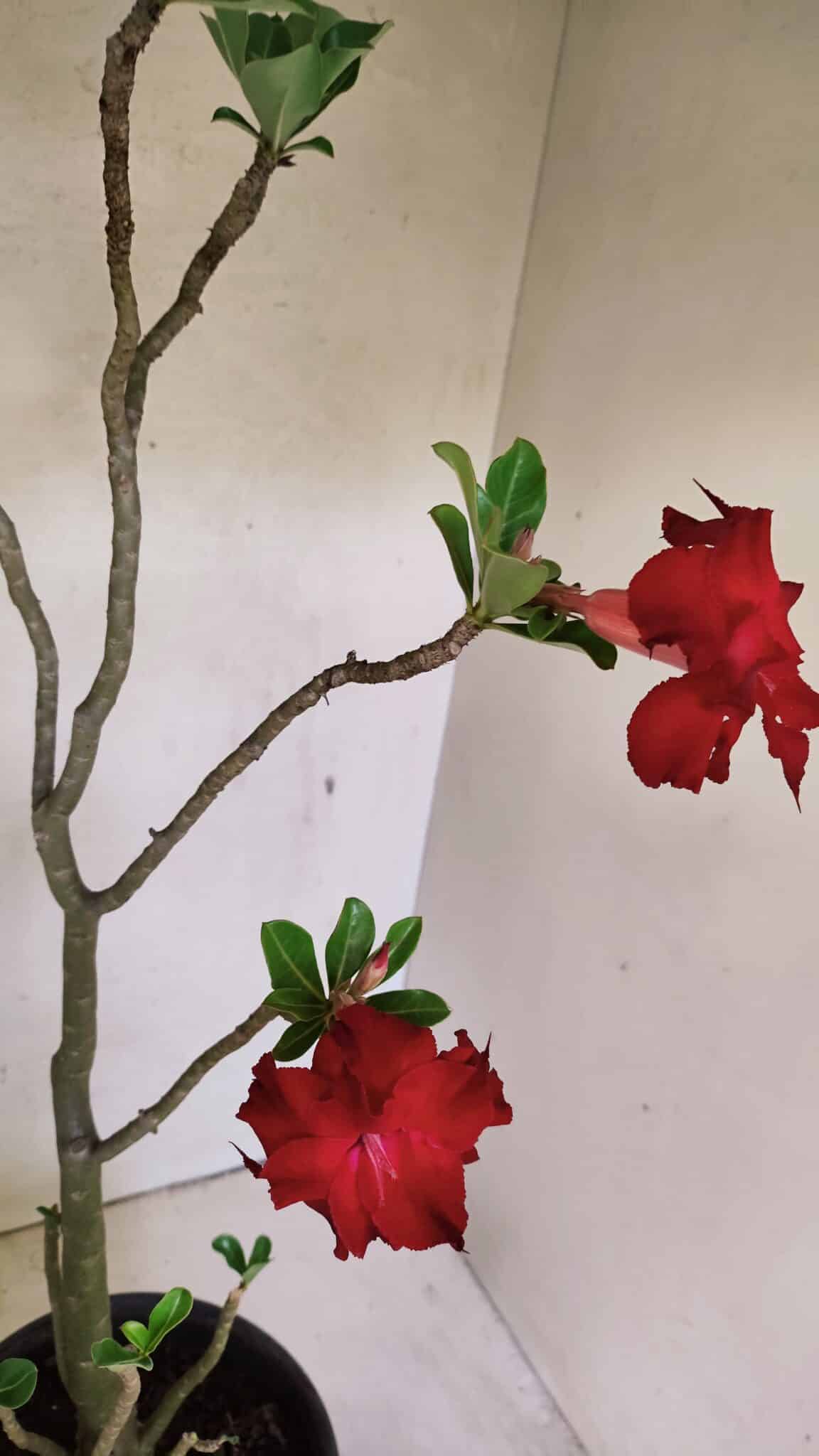 Planta Dobrada 3598 – 45cm – 03 anos - foto 8