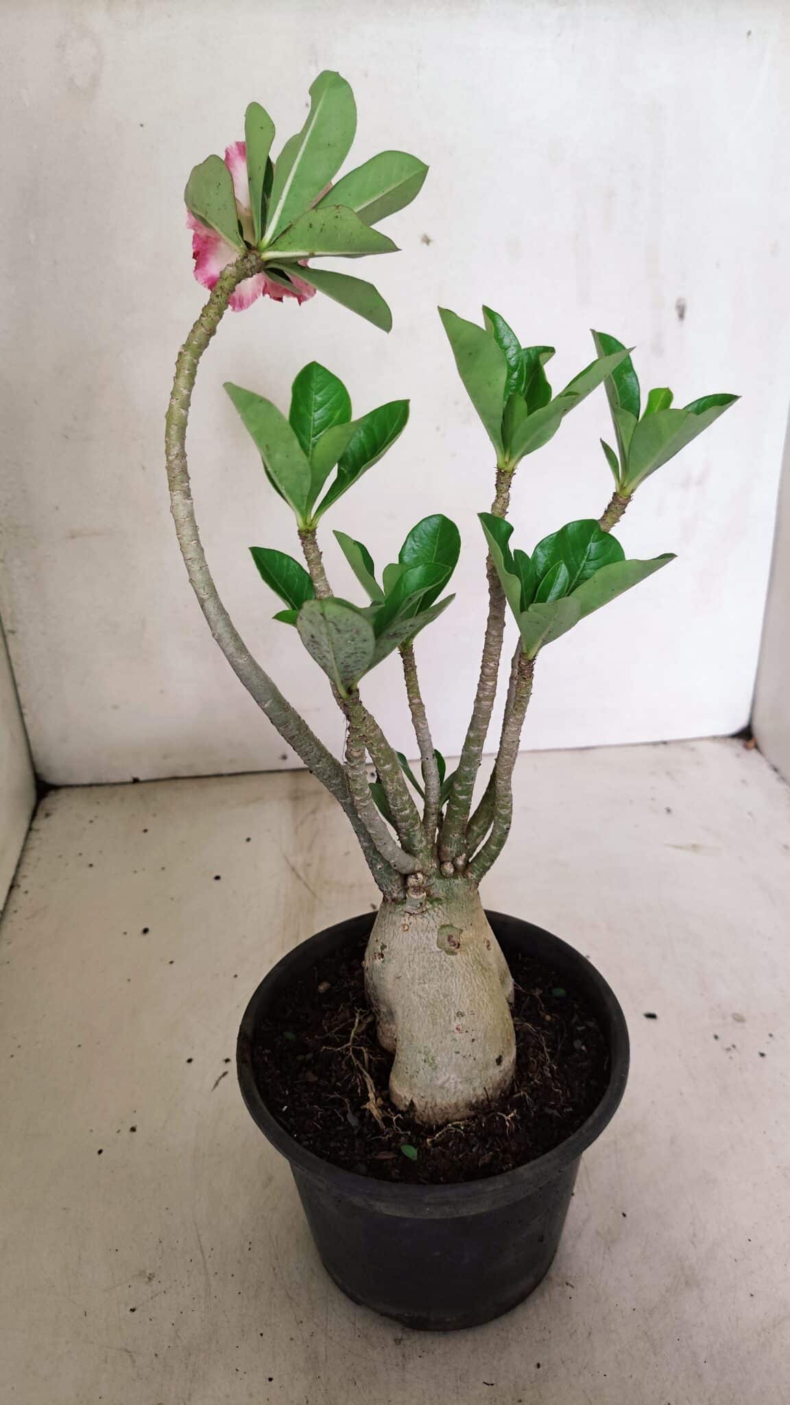 Planta Dobrada 3598 – 30cm – 03 anos - foto 6