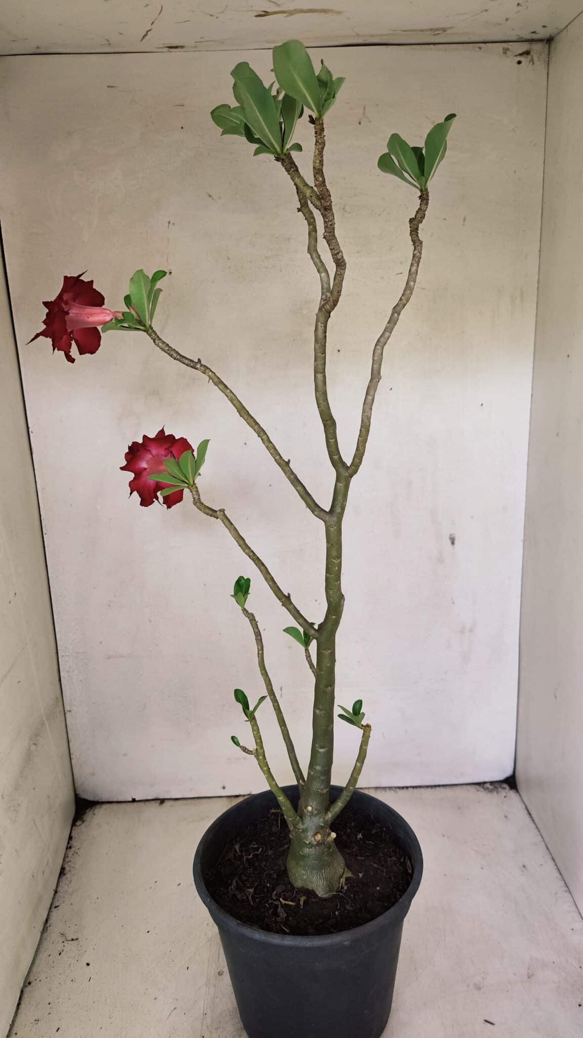Planta Dobrada 3598 – 45cm – 03 anos - foto 7