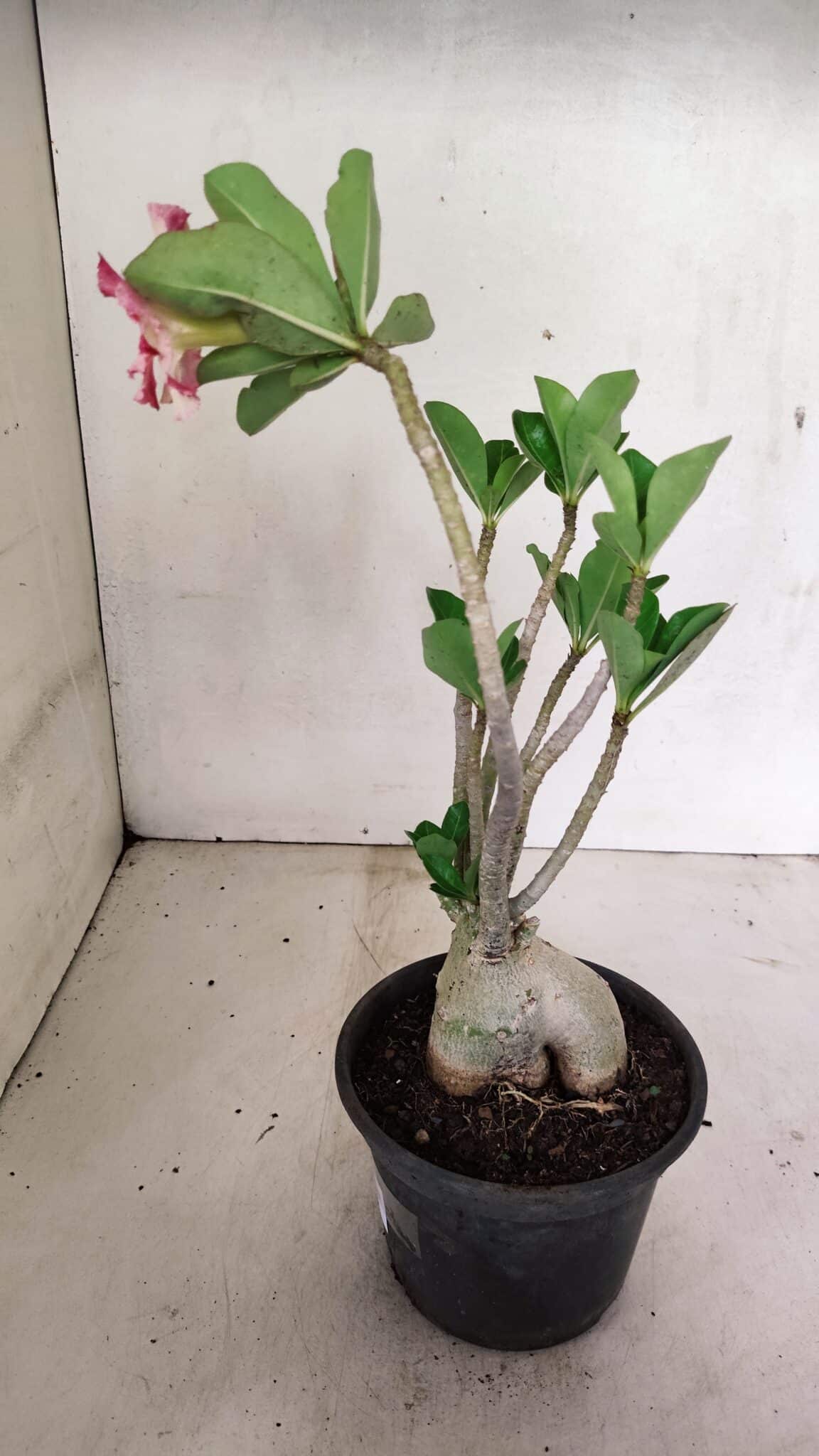 Planta Dobrada 3598 – 30cm – 03 anos - foto 5