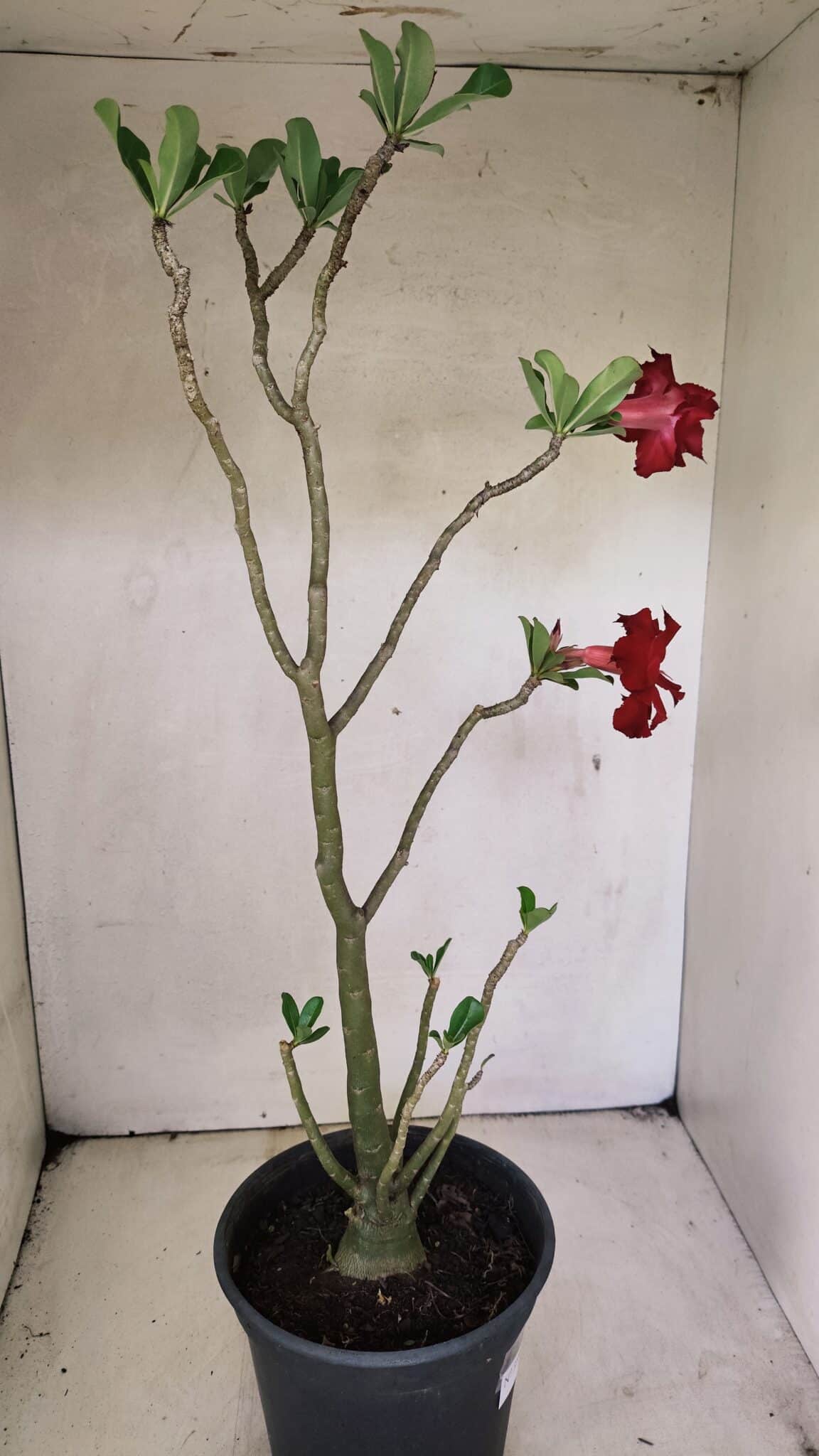 Planta Dobrada 3598 – 45cm – 03 anos - foto 6
