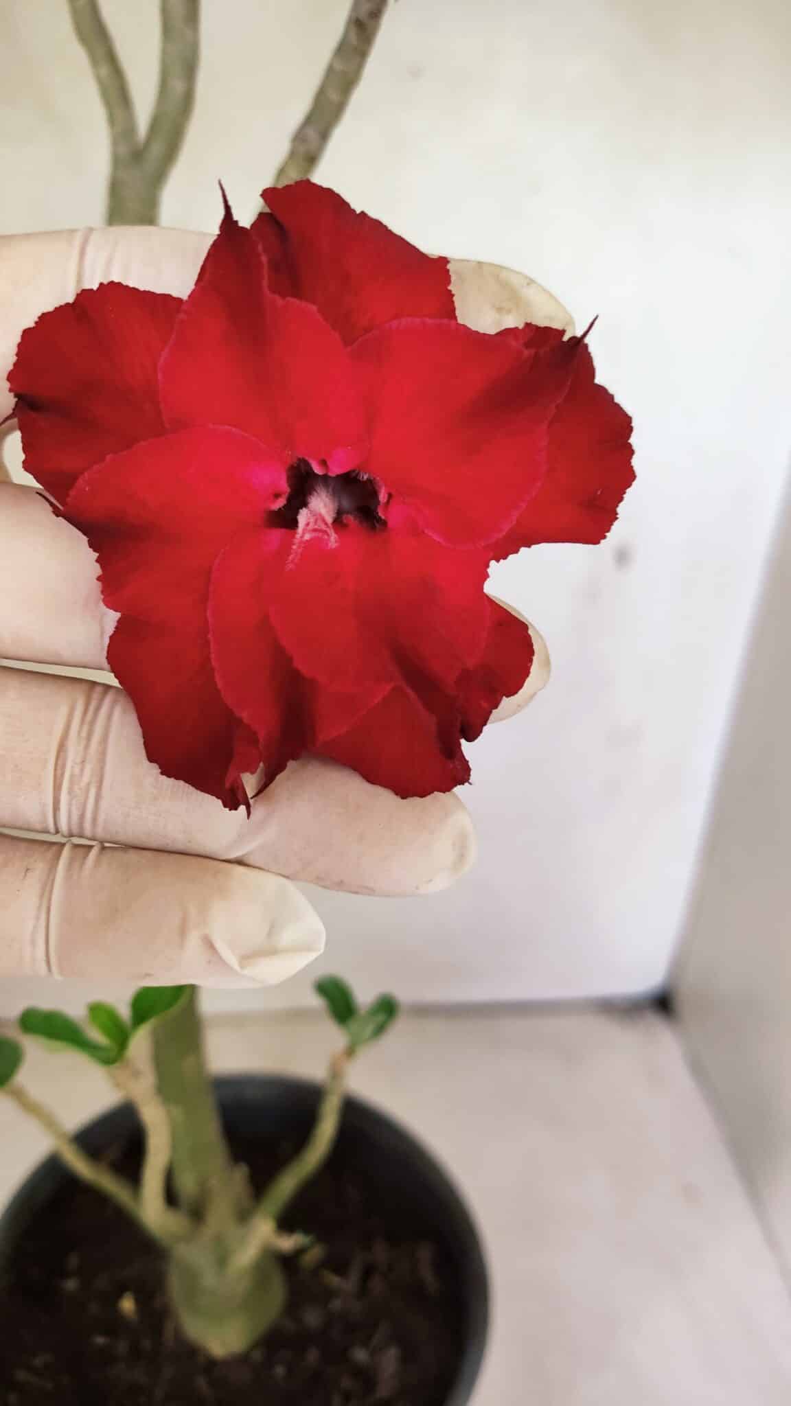 Planta Dobrada 3598 – 45cm – 03 anos - foto 5