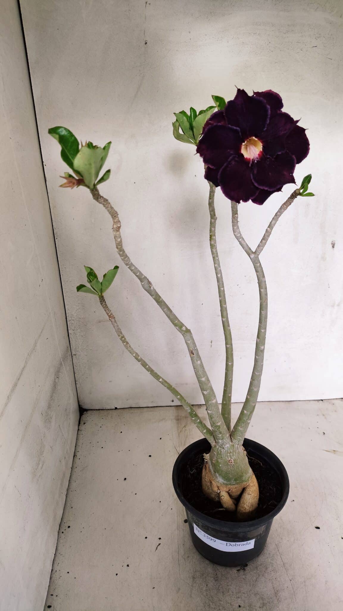 Planta Dobrada 3599 – 40cm – 03 anos - foto 2