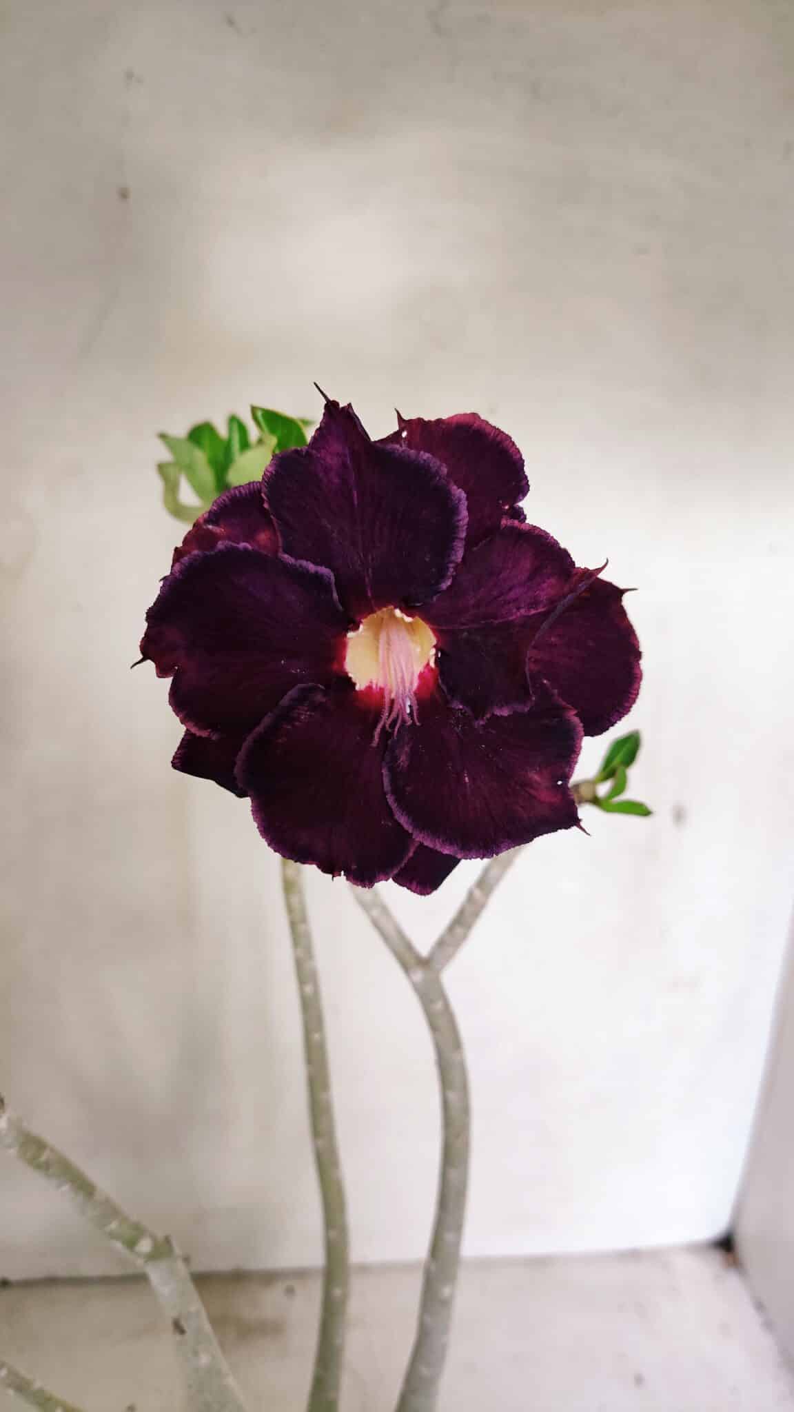 Planta Dobrada 3599 – 40cm – 03 anos - foto 3
