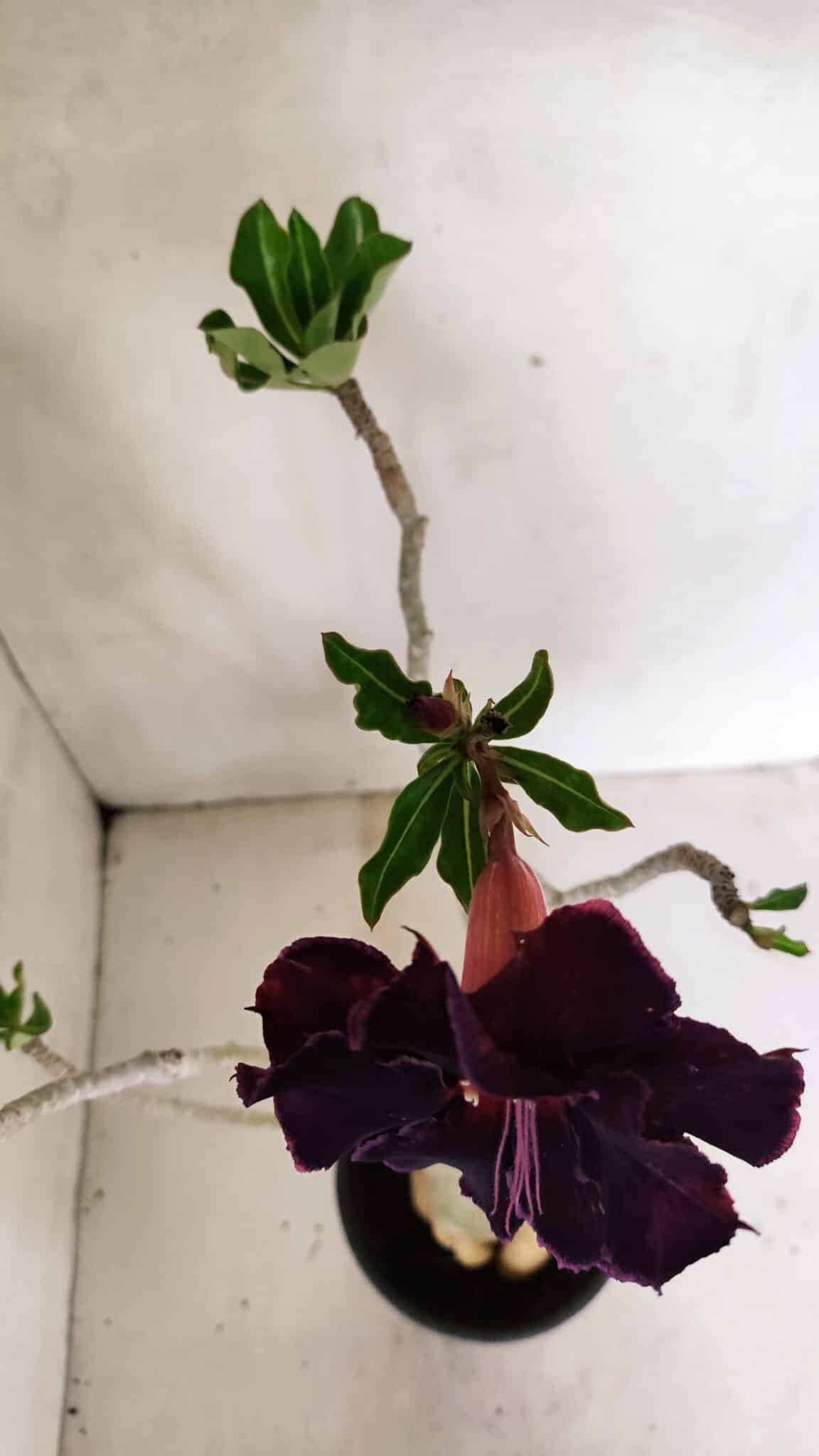 Planta Dobrada 3599 – 40cm – 03 anos - foto 4