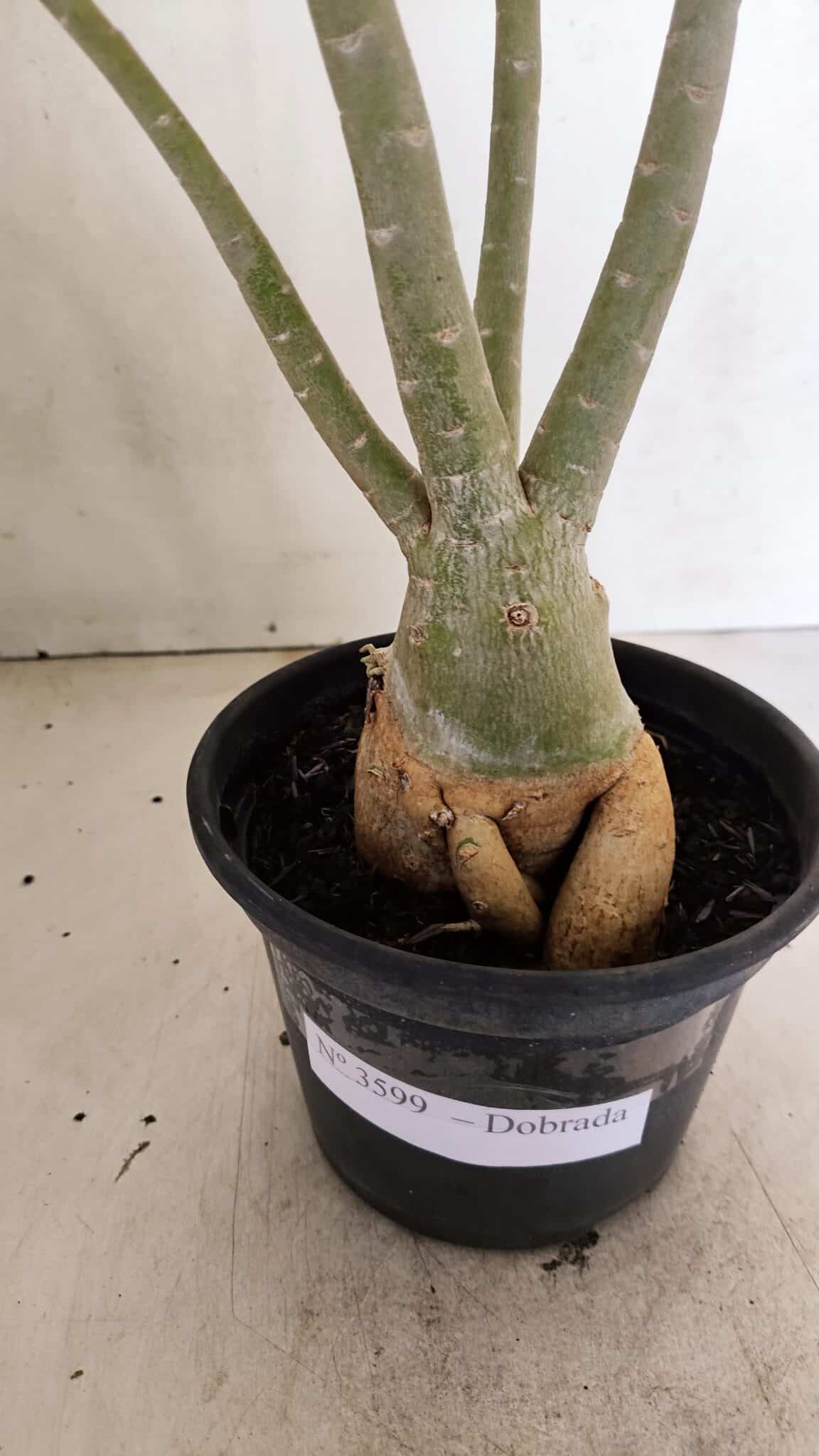 Planta Dobrada 3599 – 40cm – 03 anos - foto 8