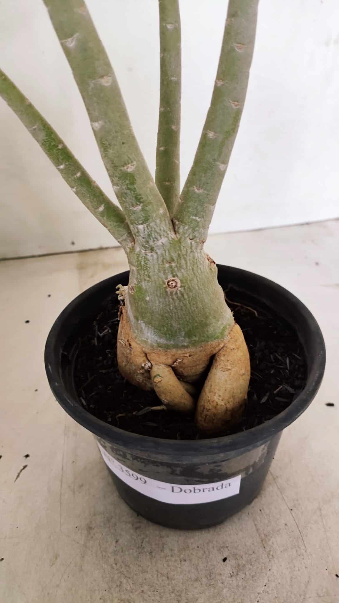 Planta Dobrada 3599 – 40cm – 03 anos - foto 7
