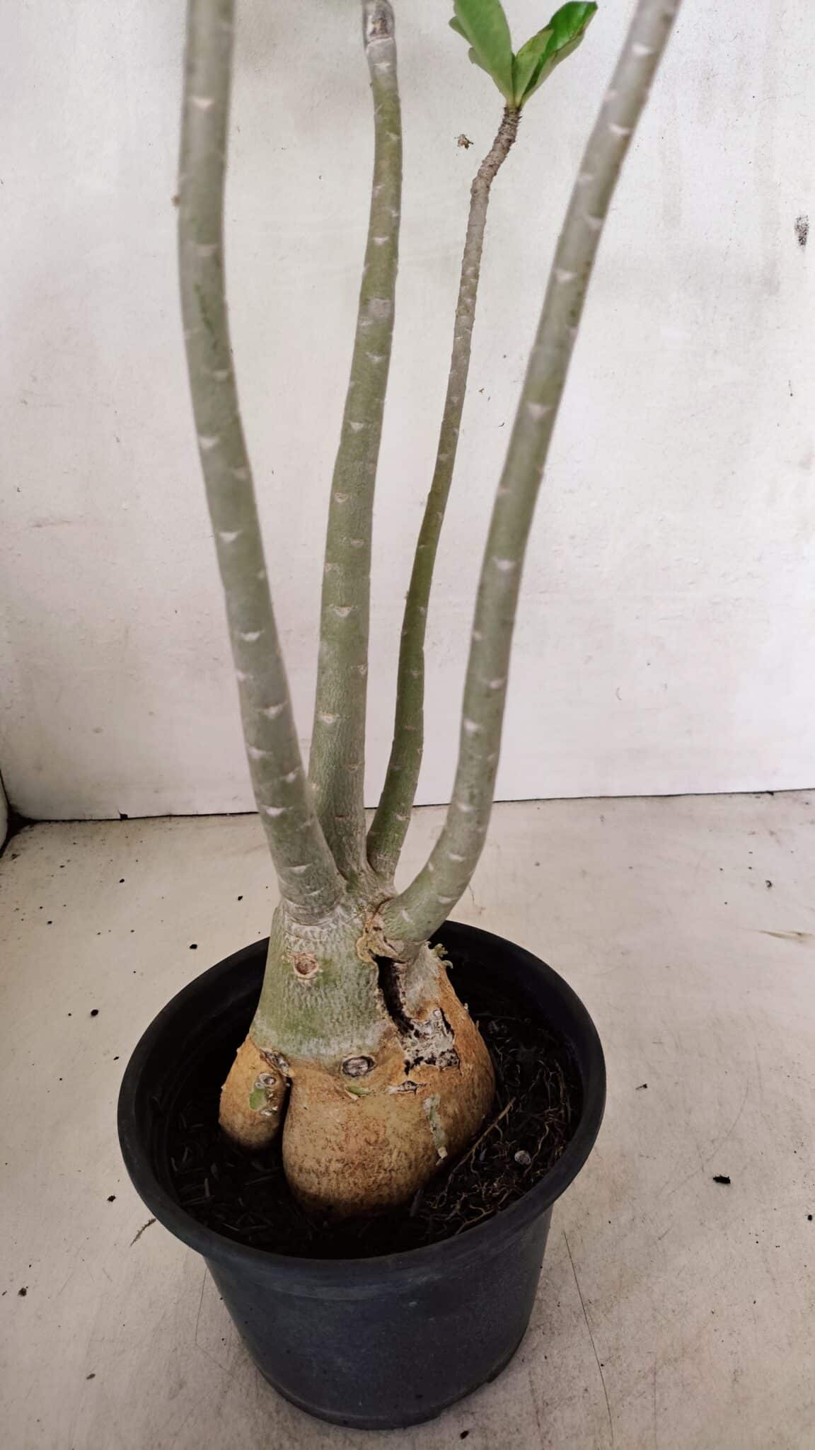 Planta Dobrada 3599 – 40cm – 03 anos - foto 6