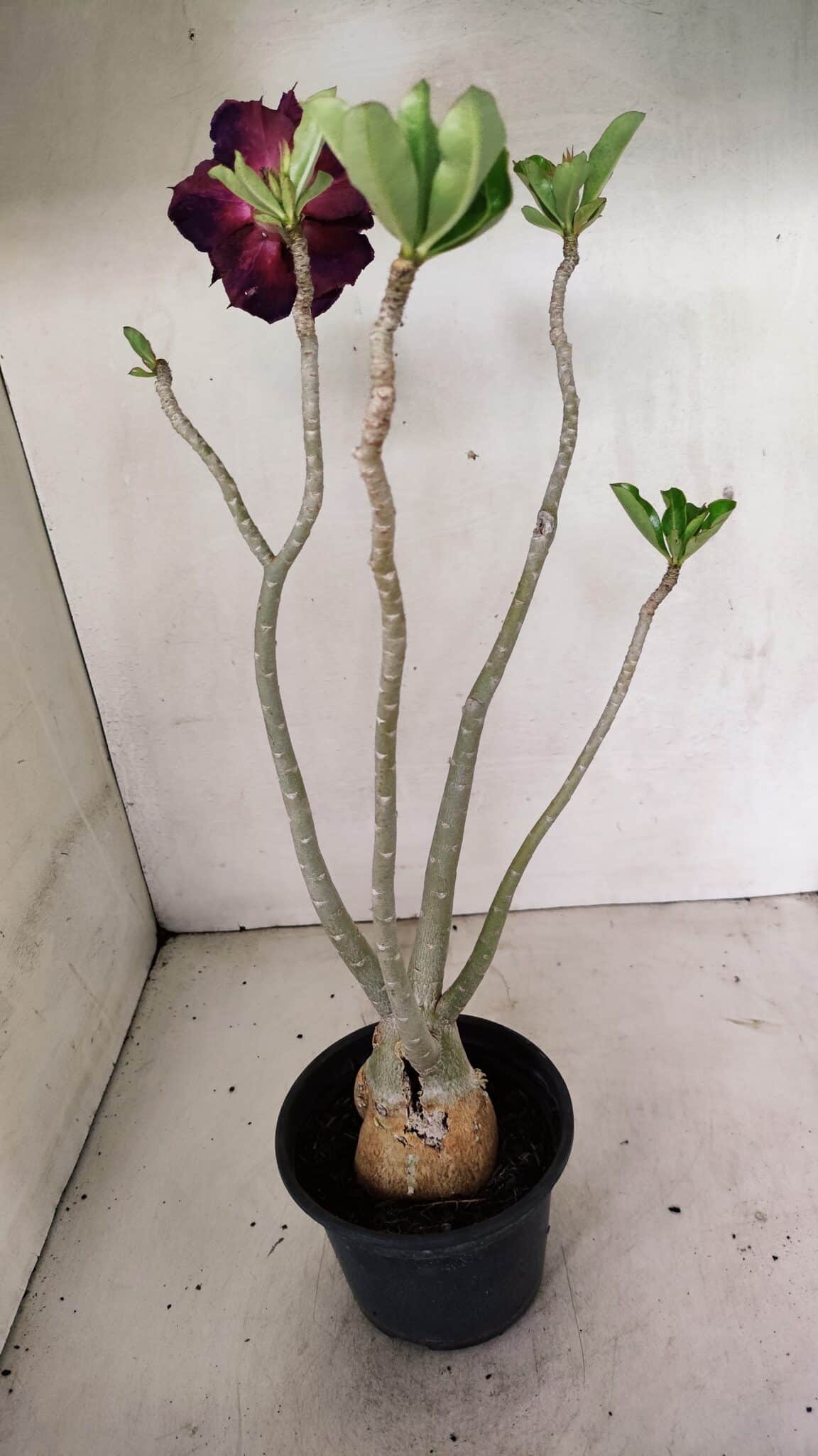 Planta Dobrada 3599 – 40cm – 03 anos - foto 5