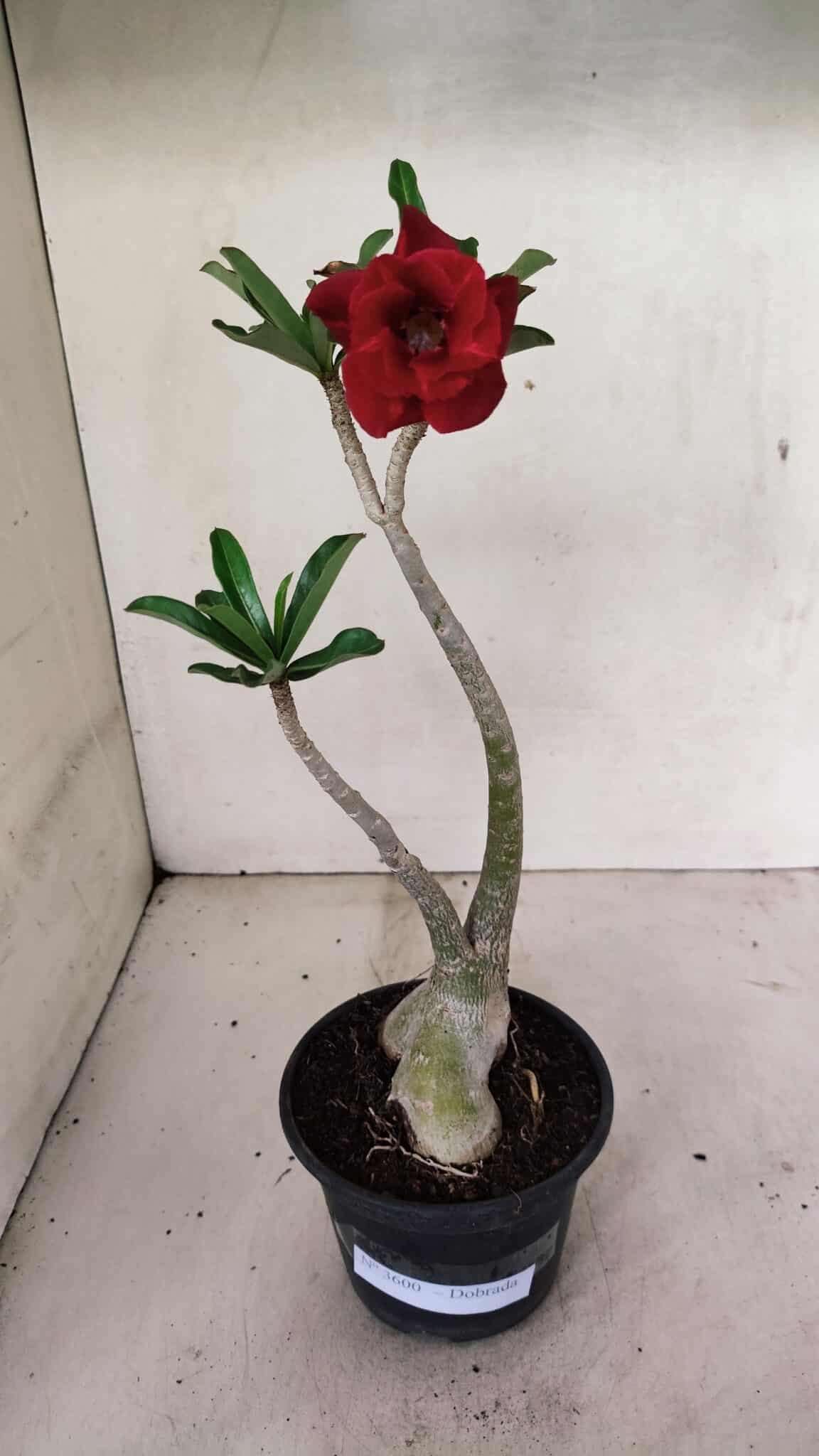 Planta Dobrada 3600 – 30cm – 03 anos - foto 2
