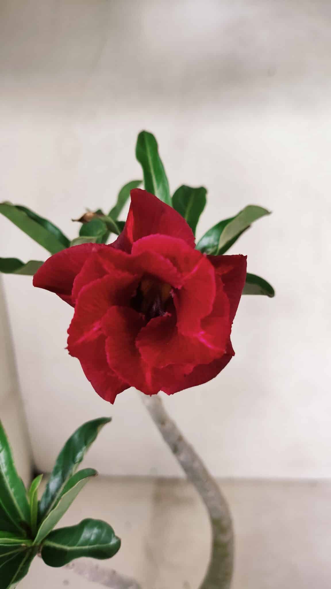 Planta Dobrada 3600 – 30cm – 03 anos - foto 3