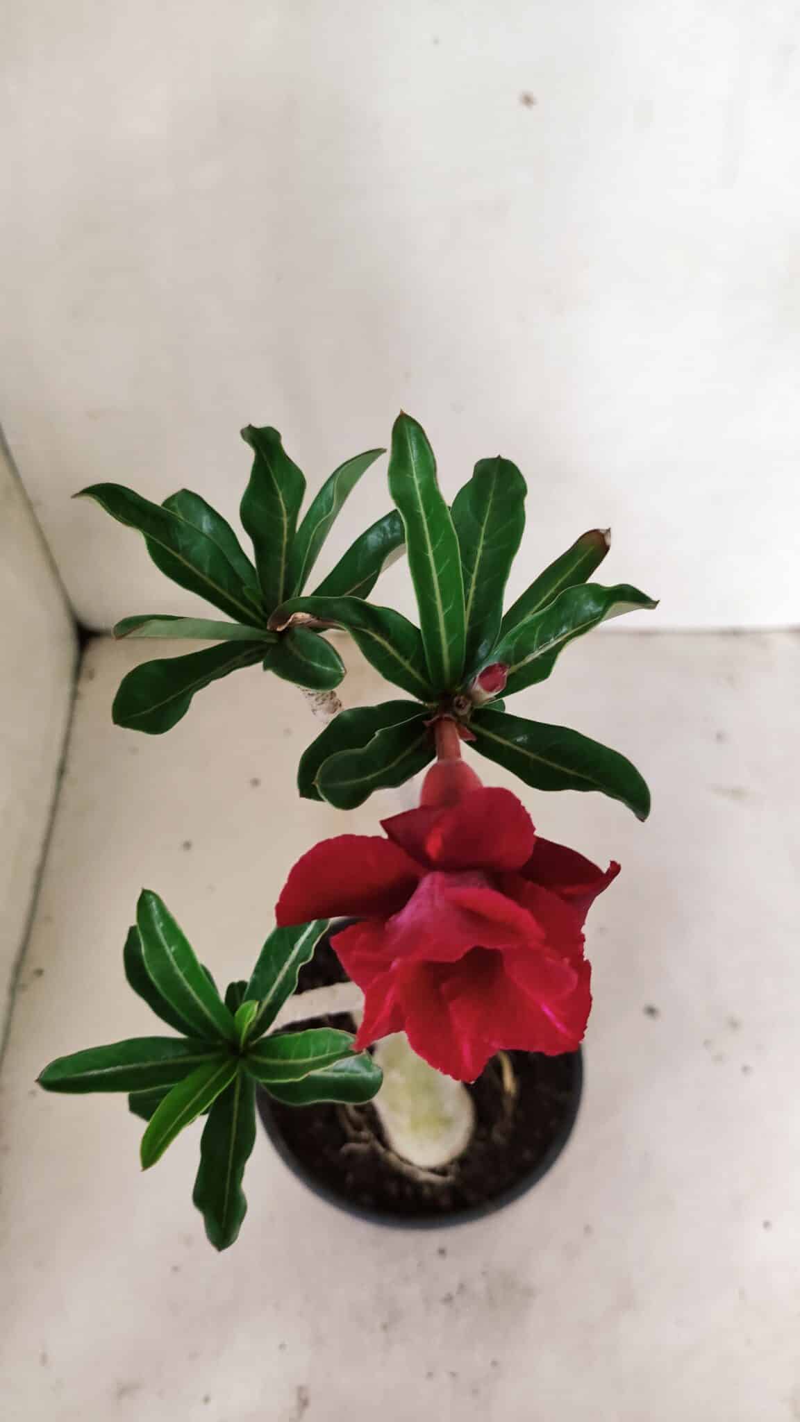 Planta Dobrada 3600 – 30cm – 03 anos - foto 4