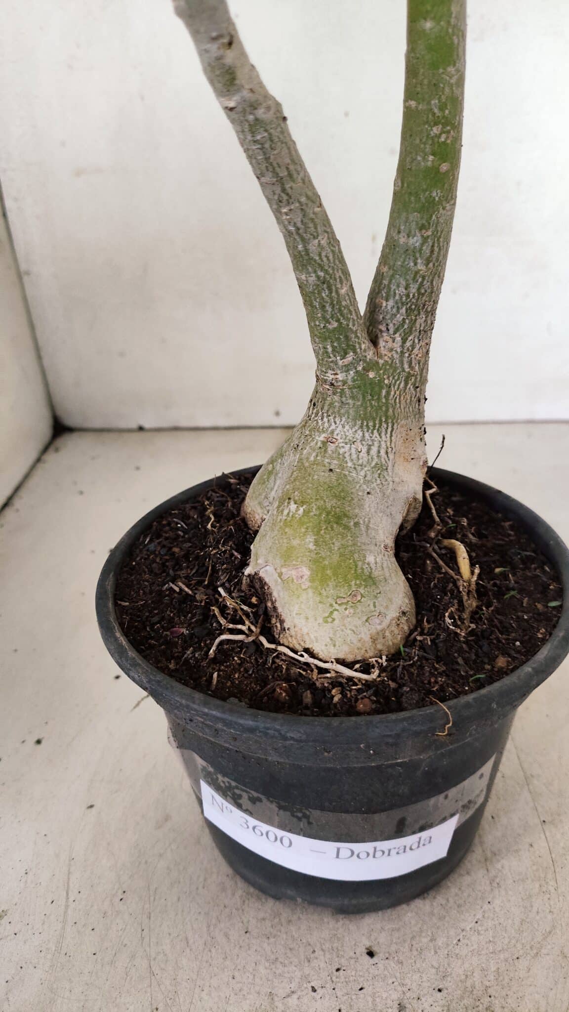 Planta Dobrada 3600 – 30cm – 03 anos - foto 8