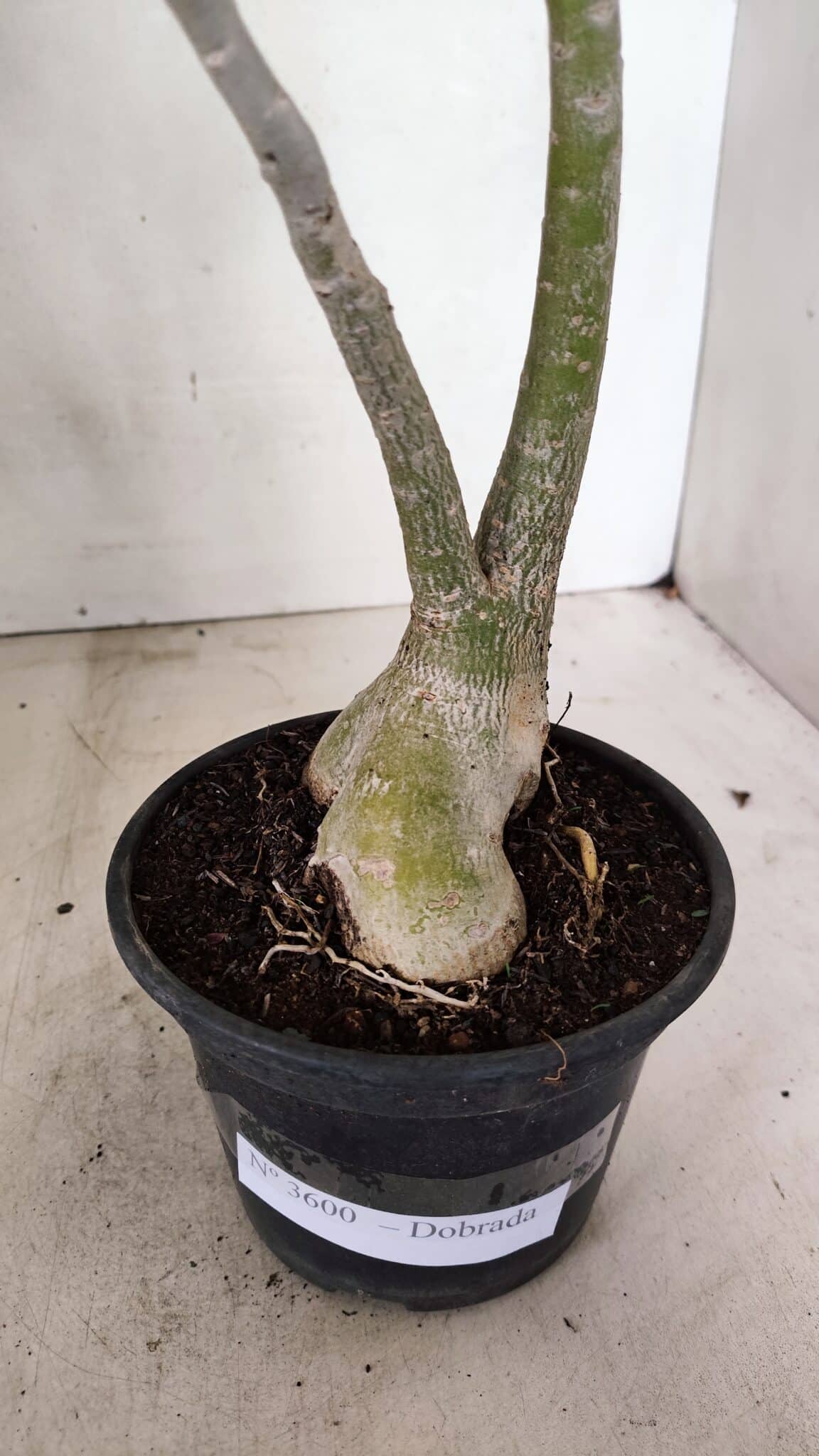 Planta Dobrada 3600 – 30cm – 03 anos - foto 7