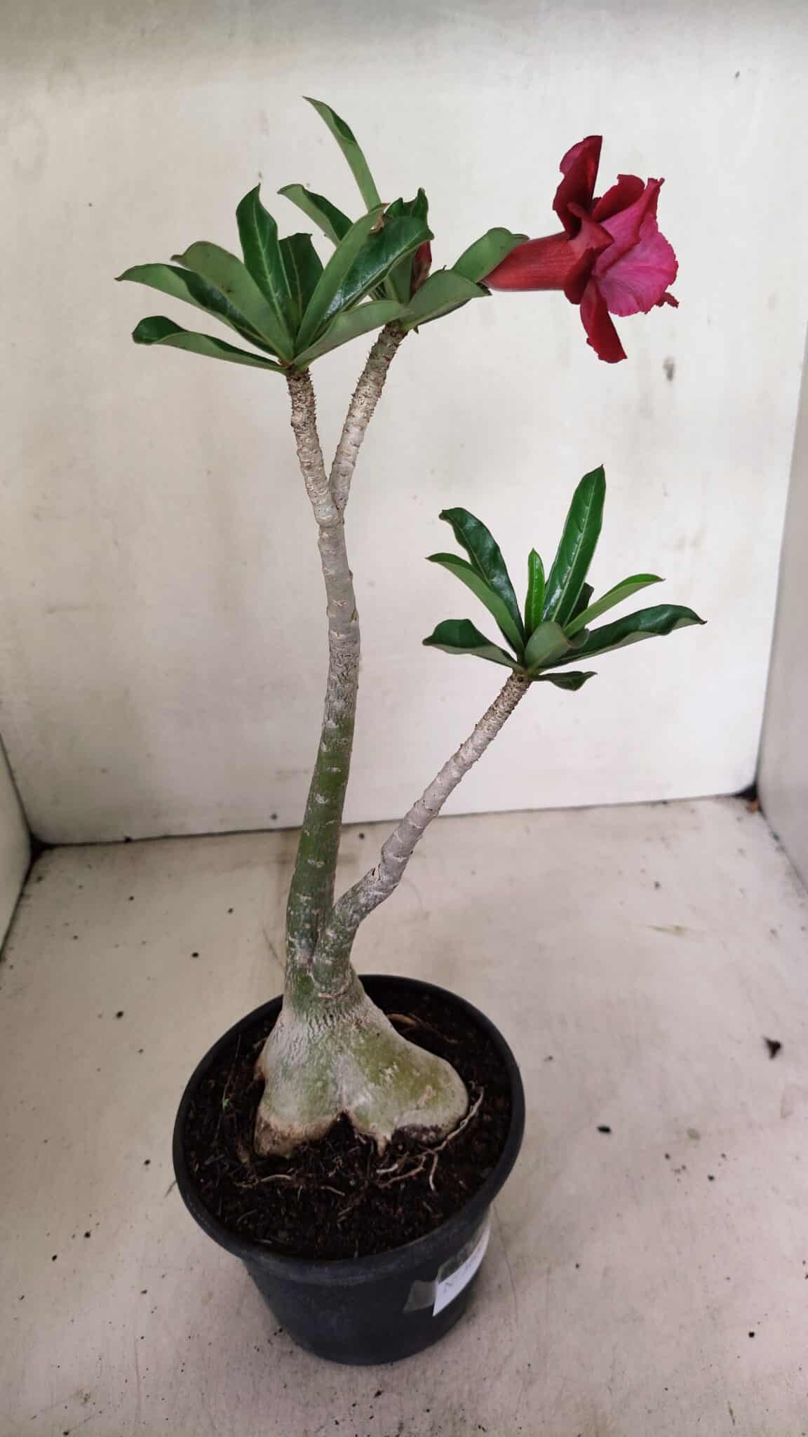 Planta Dobrada 3600 – 30cm – 03 anos - foto 6