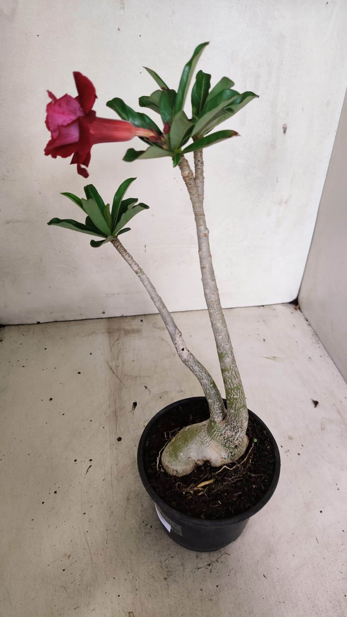 Planta Dobrada 3600 – 30cm – 03 anos - foto 5