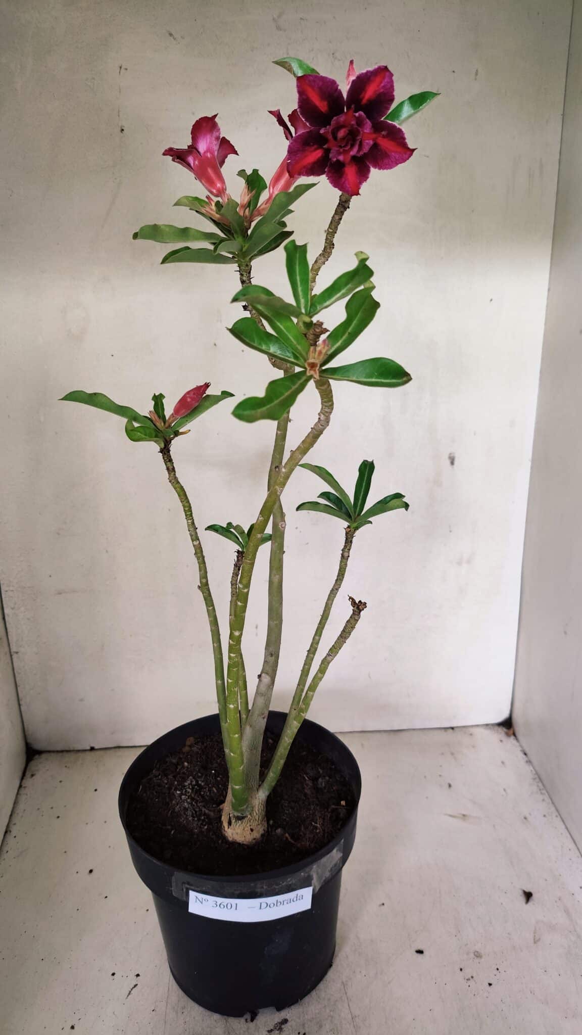 Planta Dobrada 3601 – 45cm – 03 anos - foto 2