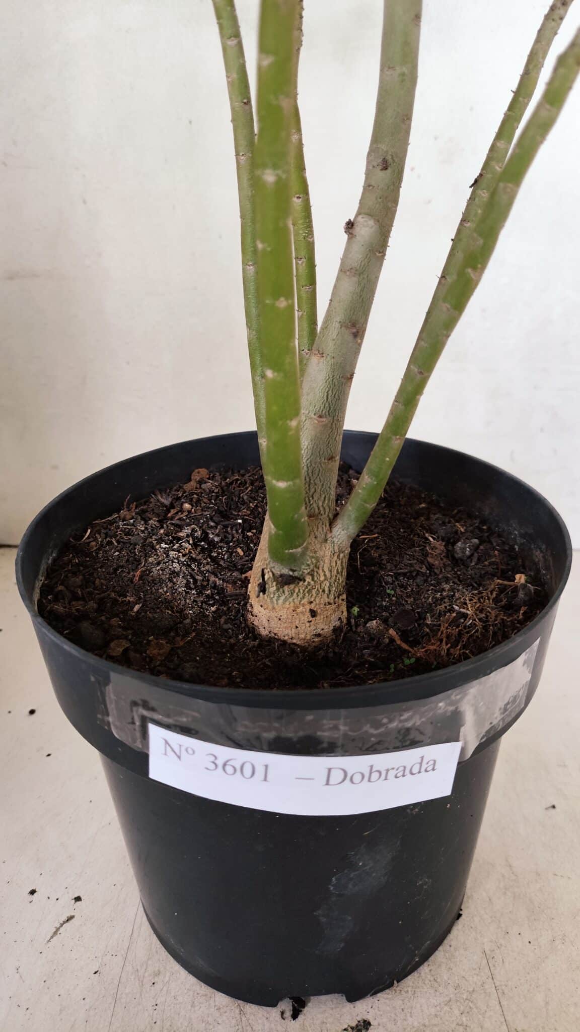 Planta Dobrada 3601 – 45cm – 03 anos - foto 7