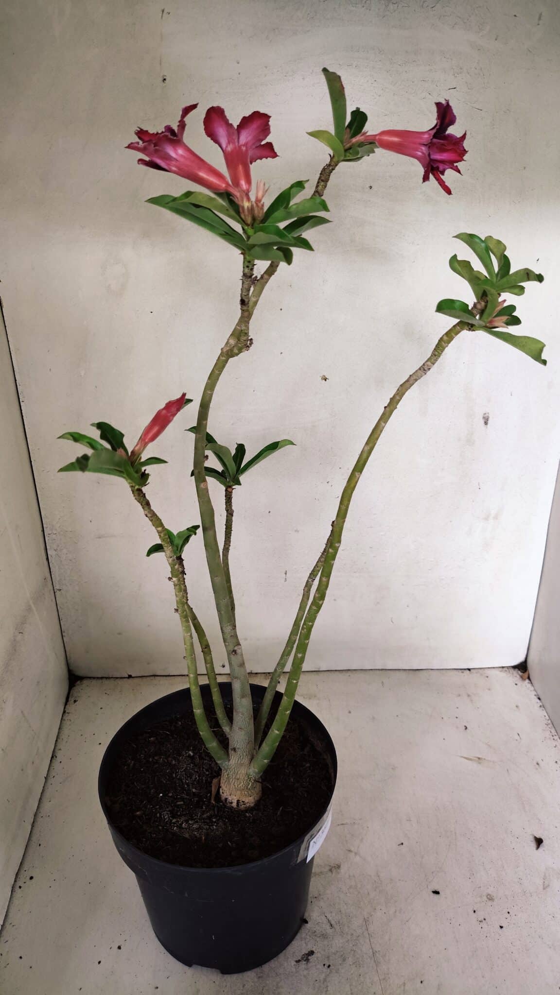 Planta Dobrada 3601 – 45cm – 03 anos - foto 6