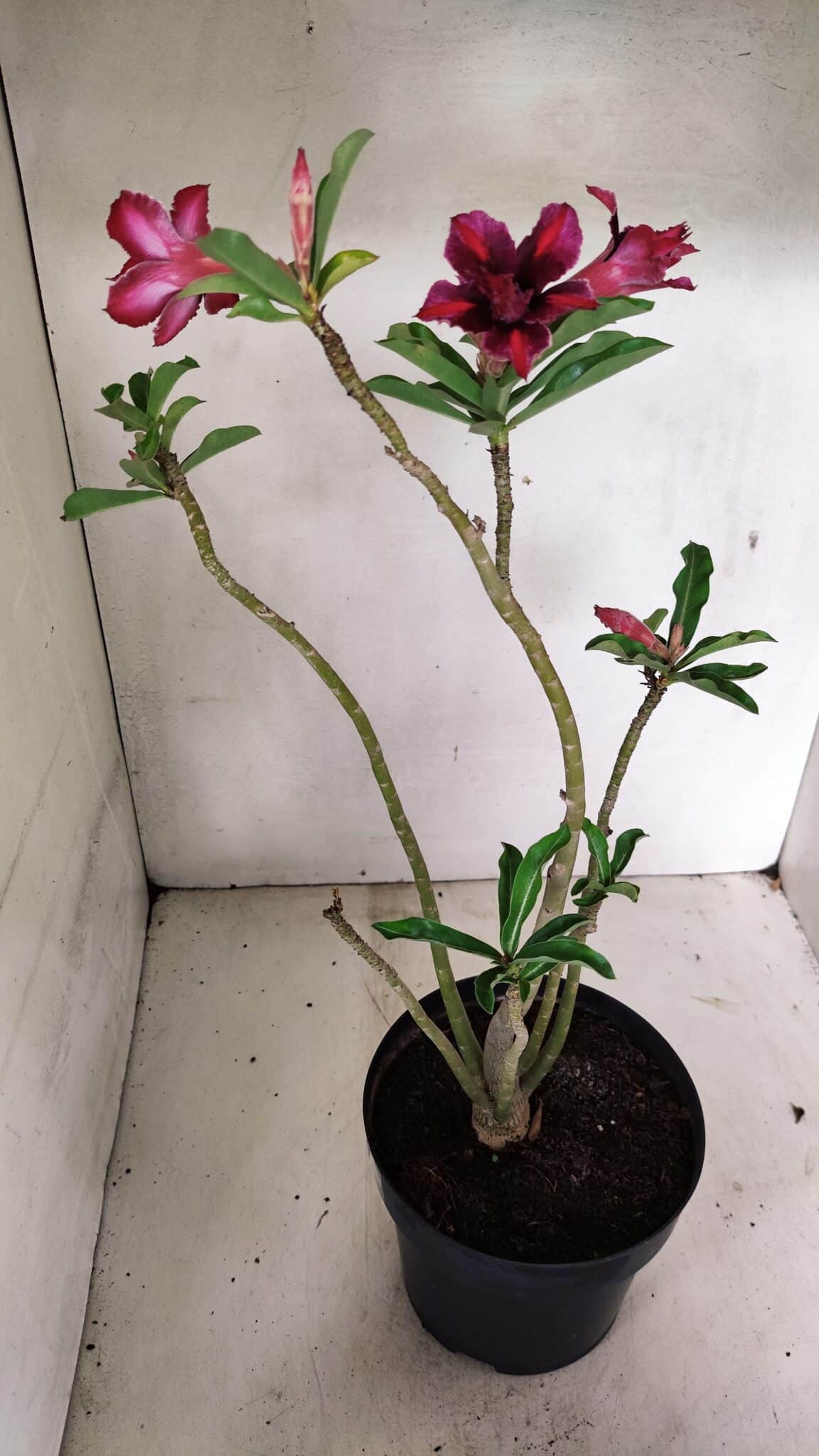 Planta Dobrada 3601 – 45cm – 03 anos - foto 5