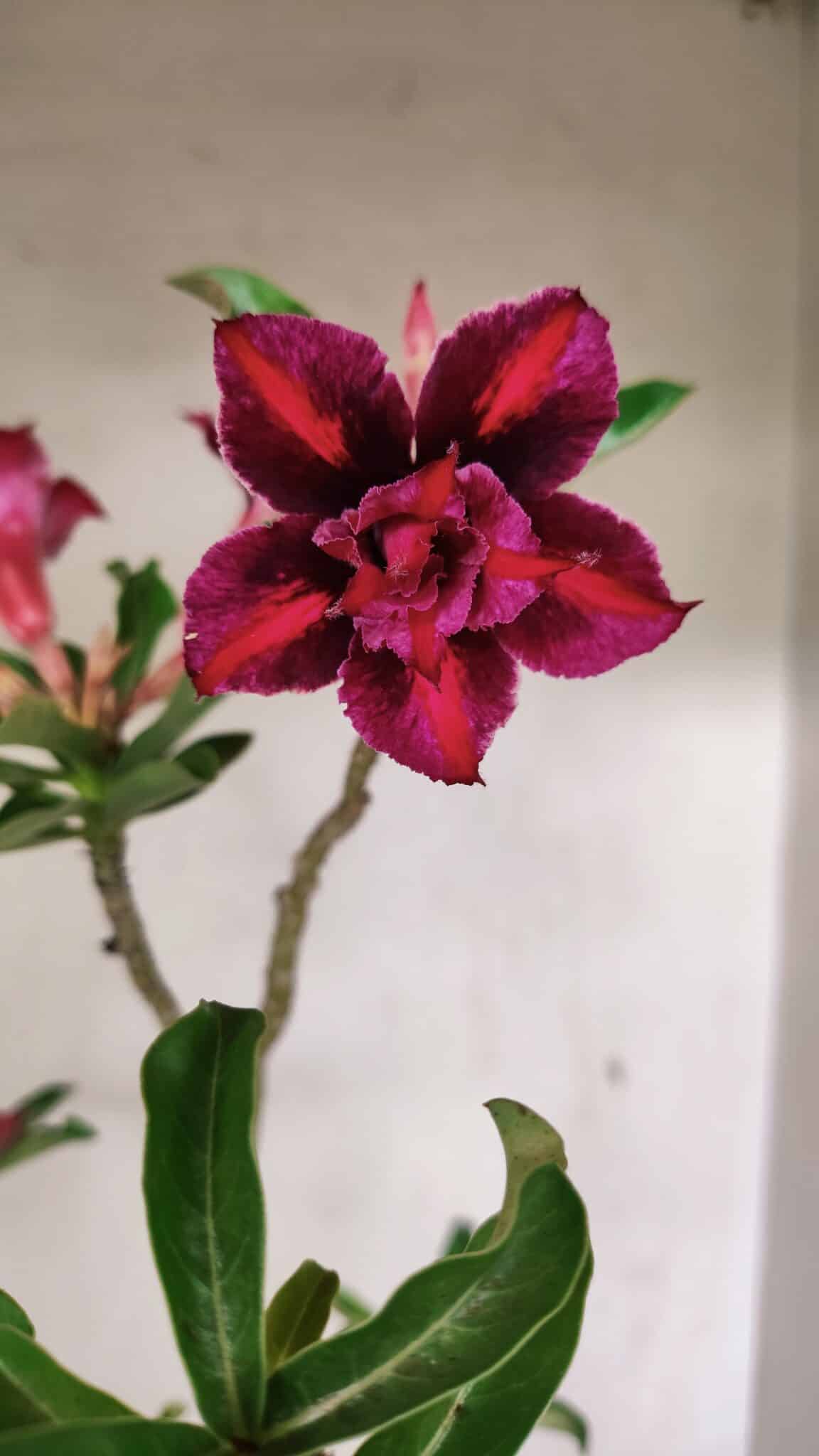 Planta Dobrada 3601 – 45cm – 03 anos - foto 3
