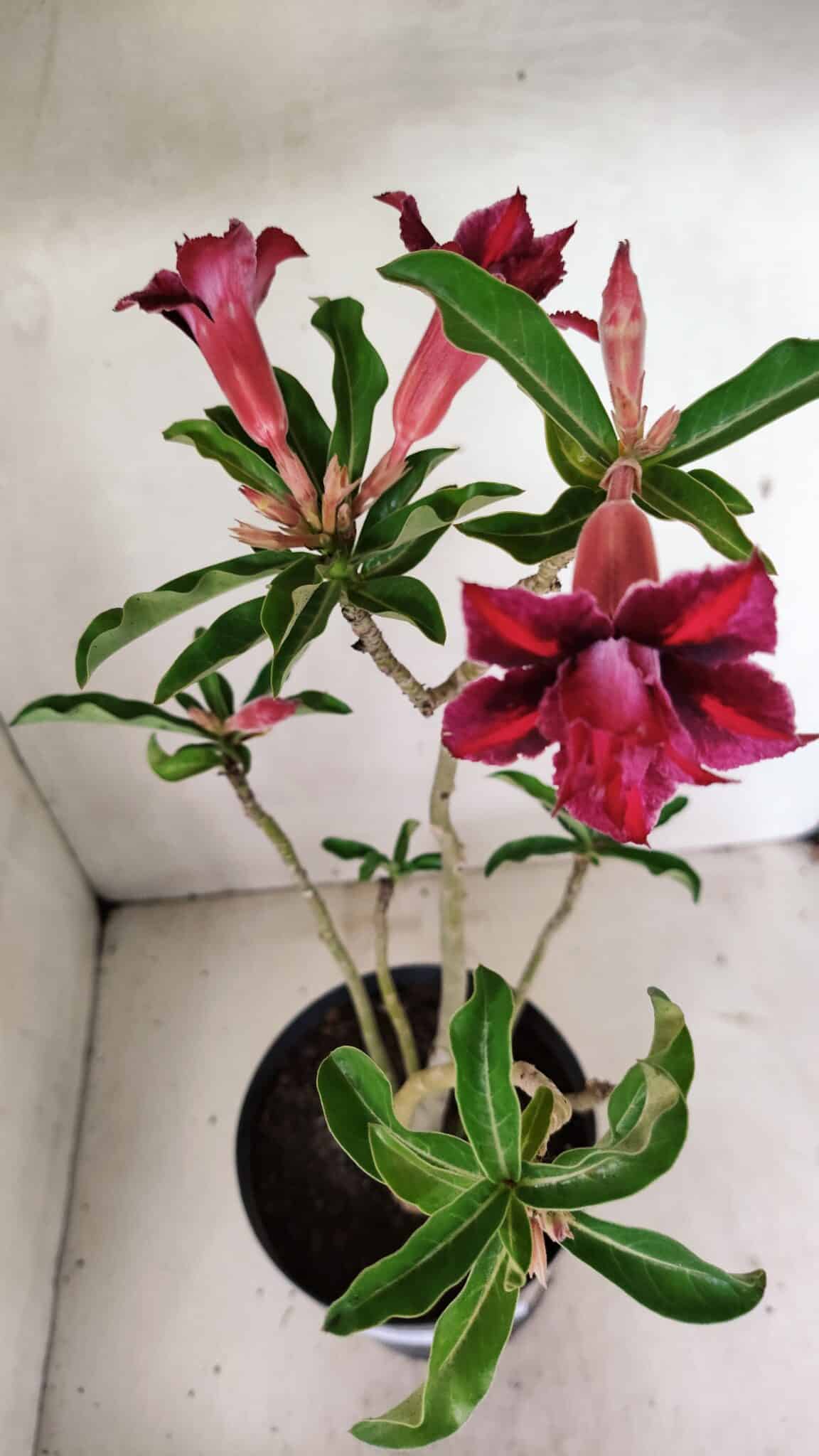 Planta Dobrada 3601 – 45cm – 03 anos - foto 4