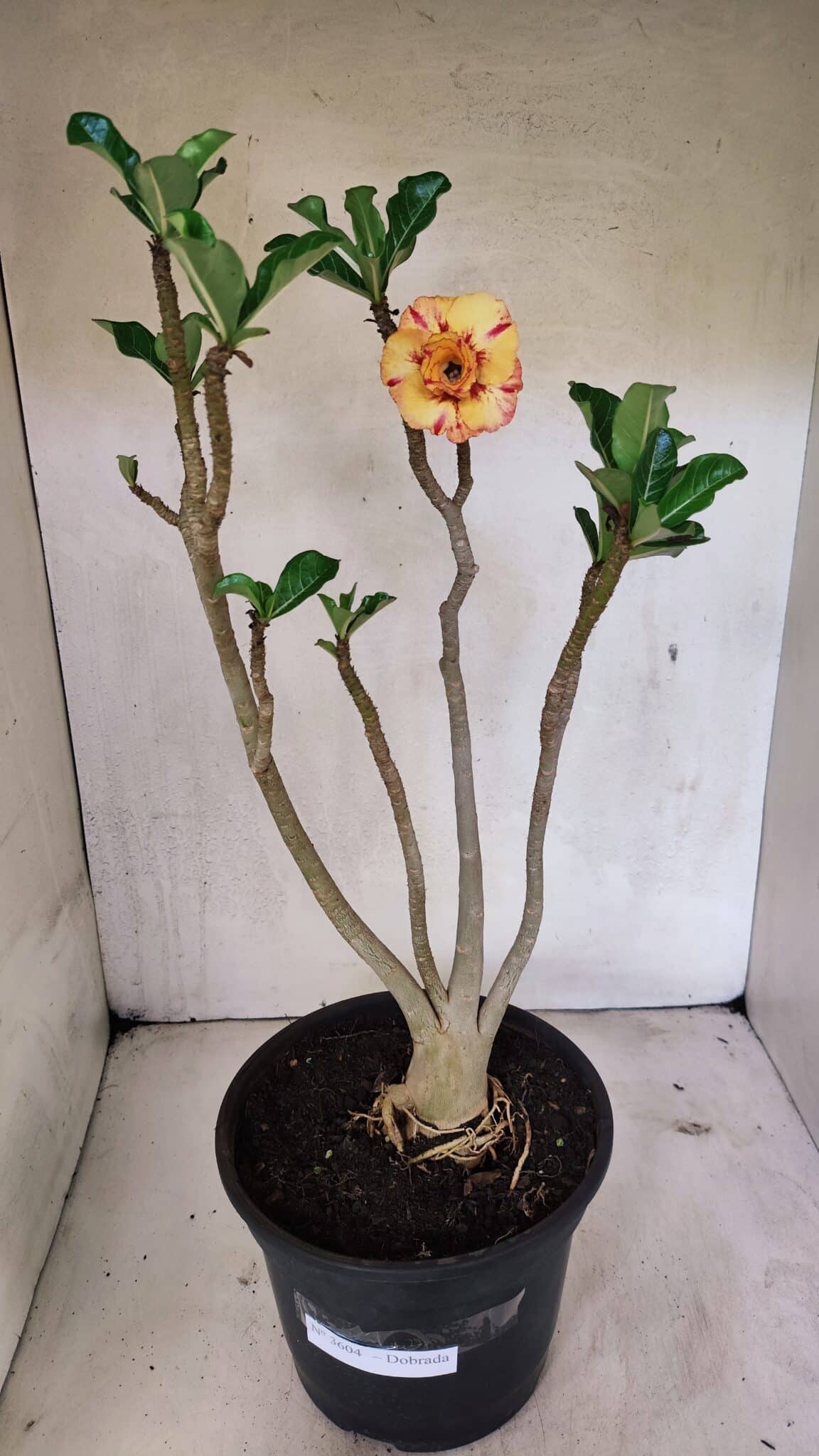 Planta Dobrada 3604 – 45cm – 04 anos - foto 2