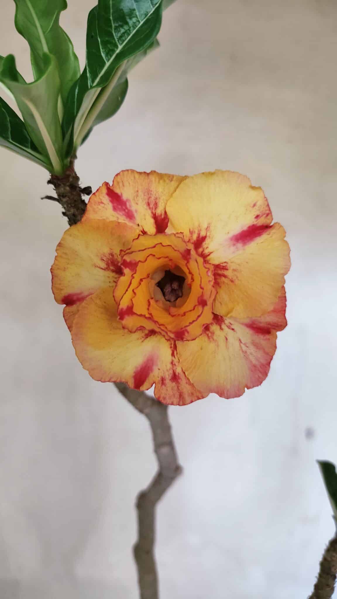 Planta Dobrada 3604 – 45cm – 04 anos - foto 3