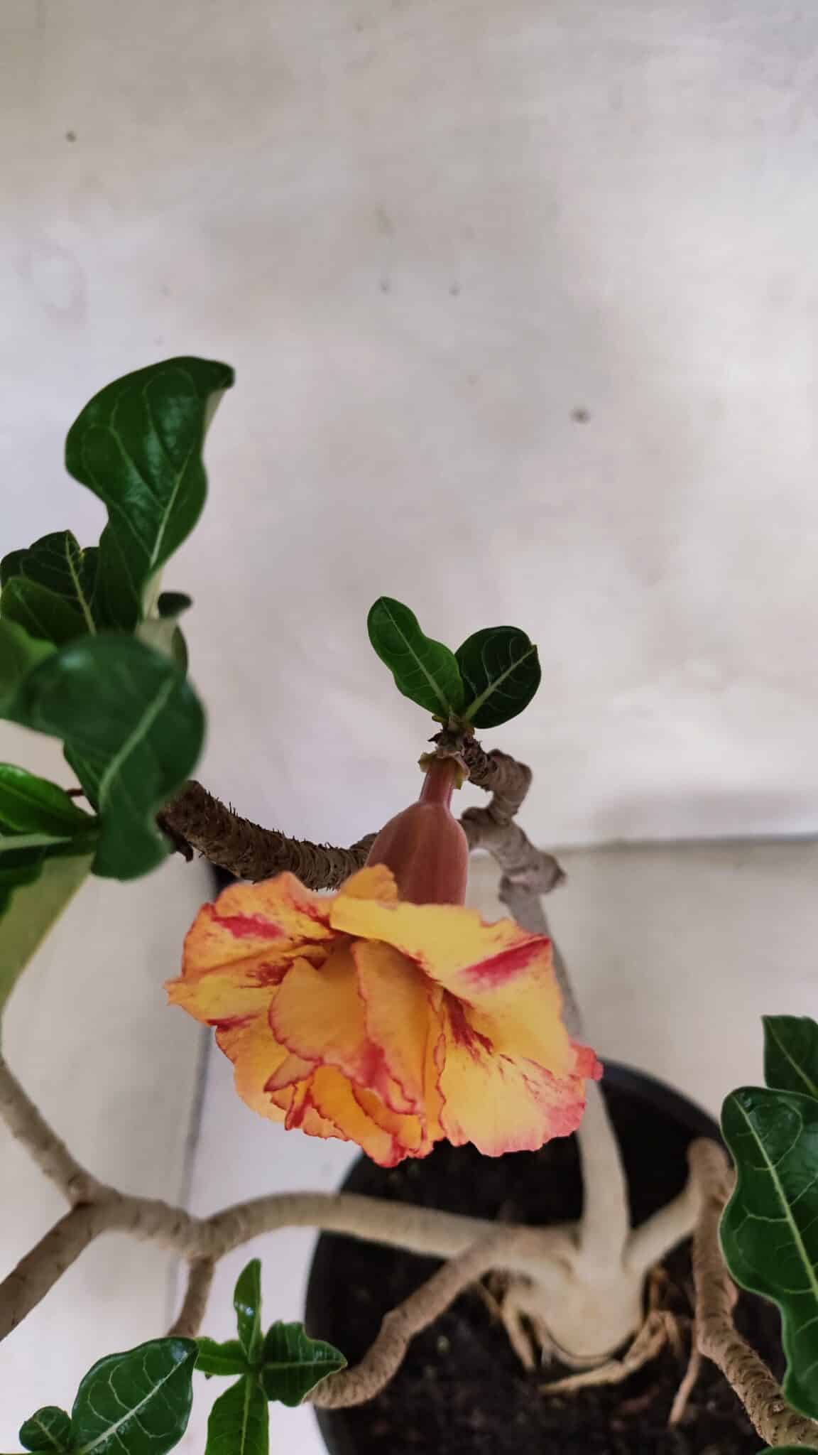 Planta Dobrada 3604 – 45cm – 04 anos - foto 4