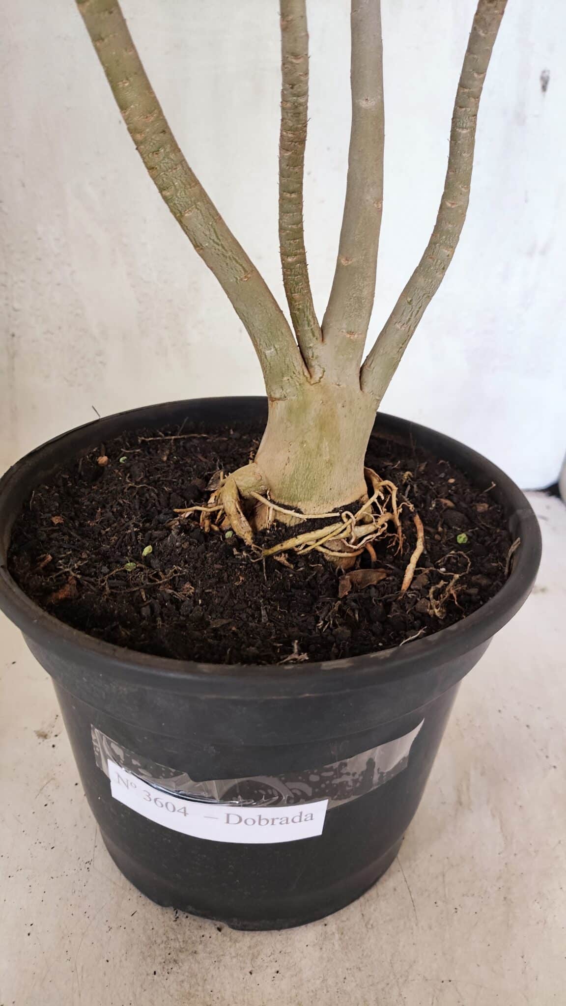 Planta Dobrada 3604 – 45cm – 04 anos - foto 7