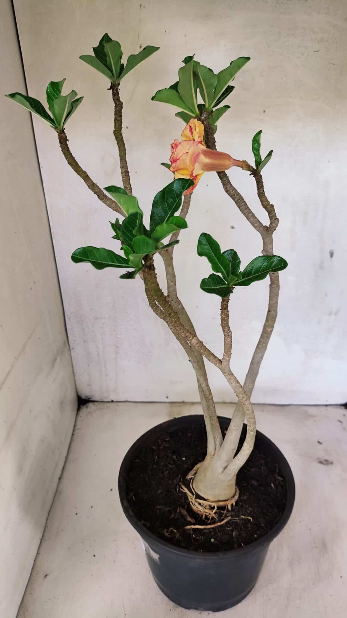 Planta Dobrada 3604 – 45cm – 04 anos - foto 6