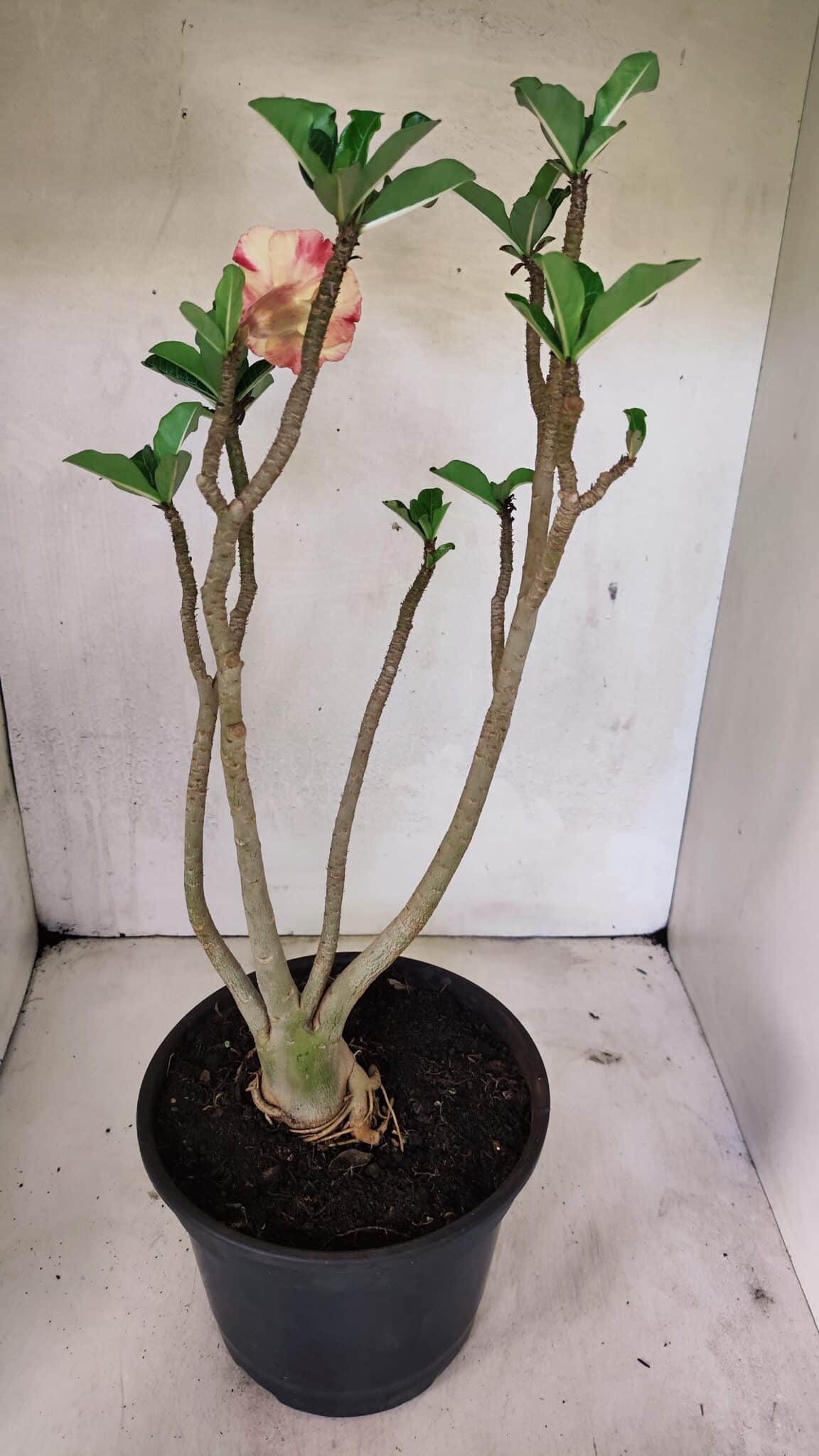 Planta Dobrada 3604 – 45cm – 04 anos - foto 5