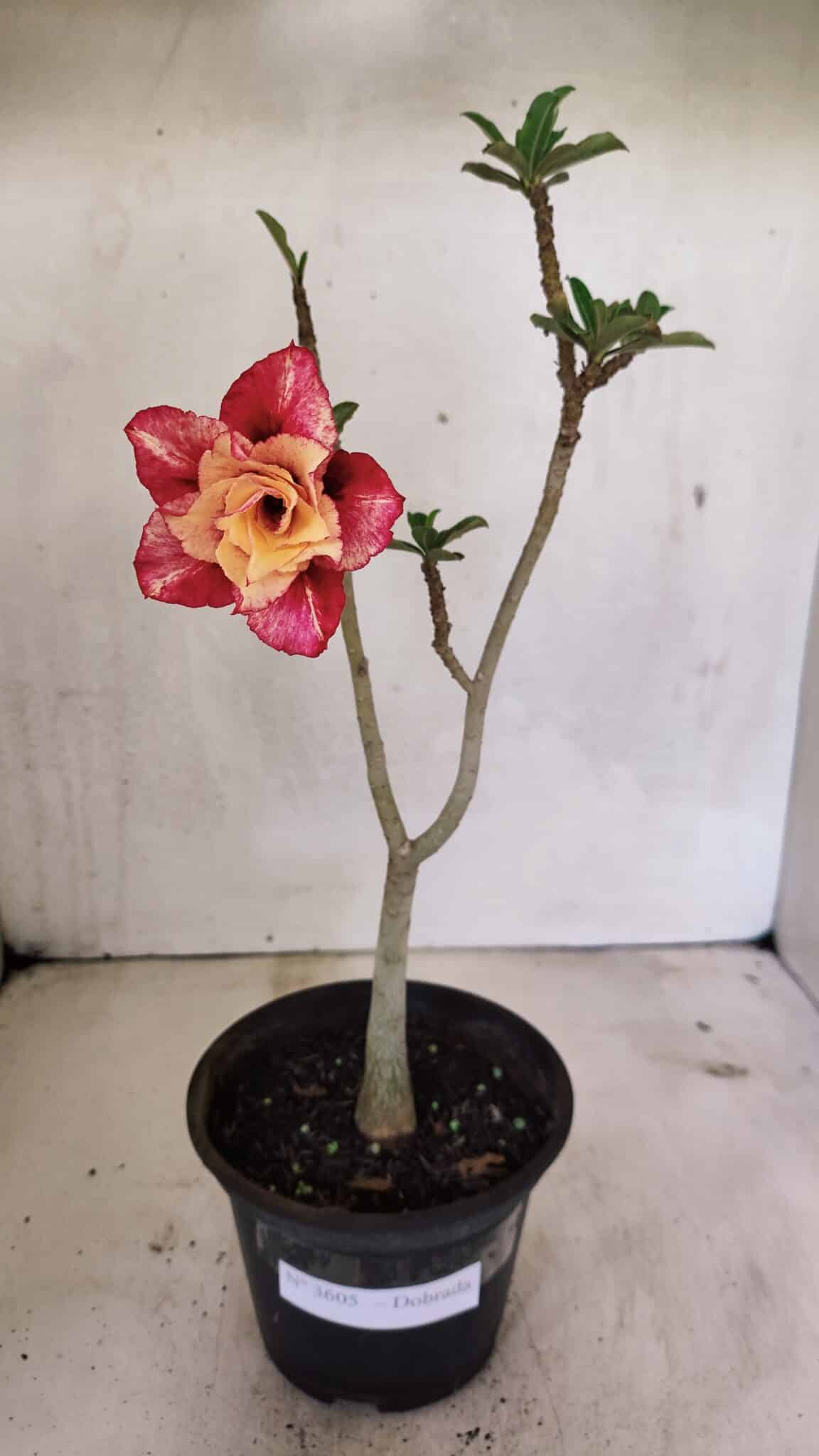Planta Dobrada 3605 – 30cm – 02 anos - foto 2