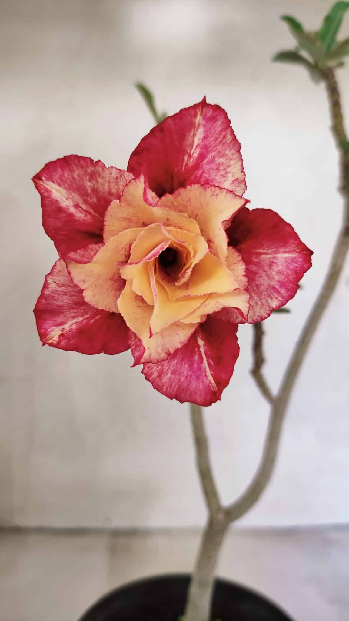 Planta Dobrada 3605 – 30cm – 02 anos - foto 3